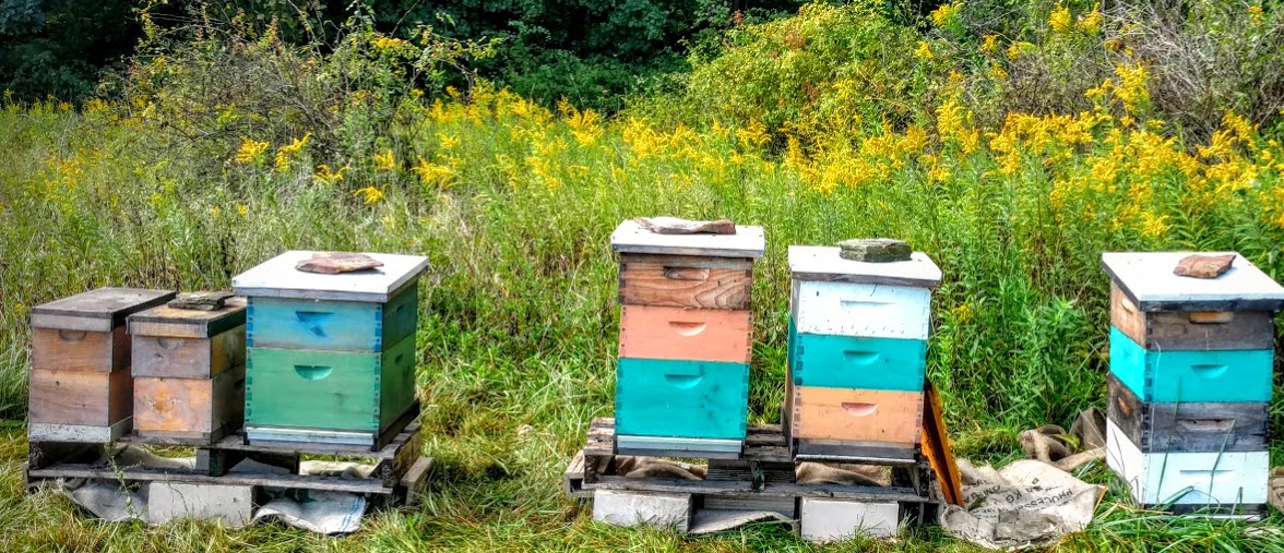 Hives located near an abundant source of goldenrod. Due to the dry summer, goldenrod was a source of pollen, but not nectar.