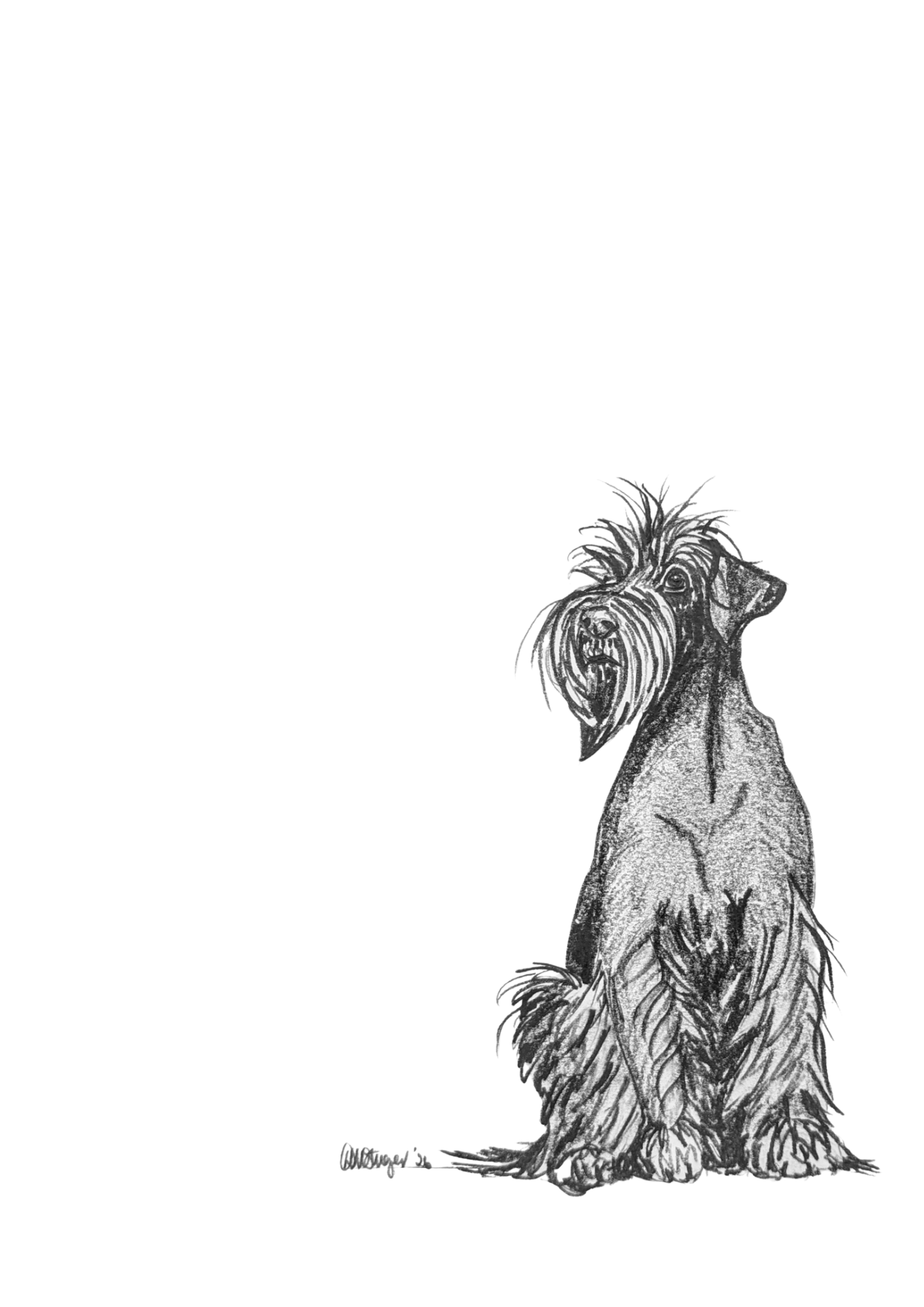 Small sitting studies - schnauzer.png