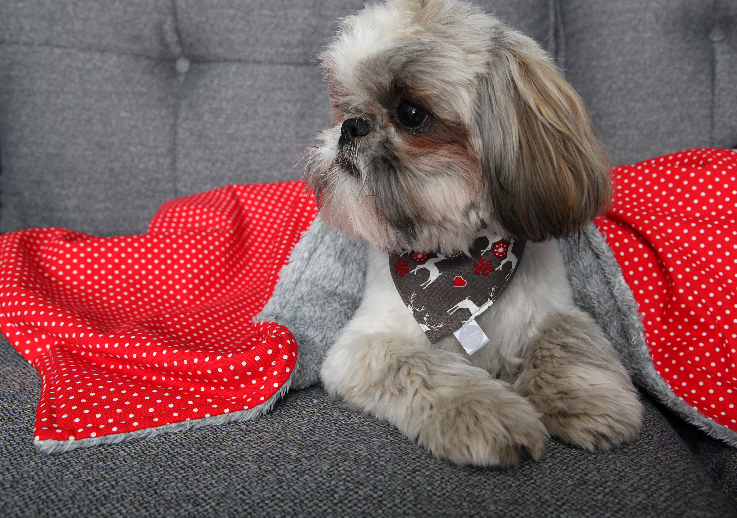 Dog Slumber Blanket in red spot