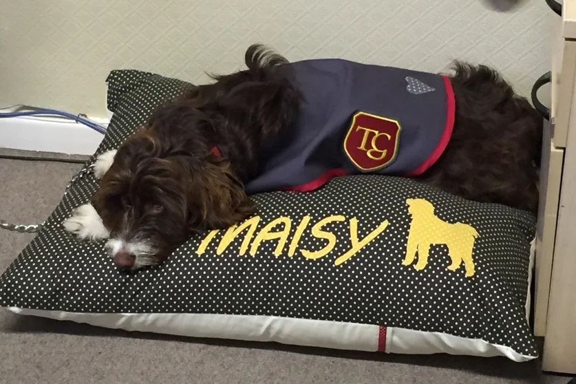 maisy.jpg