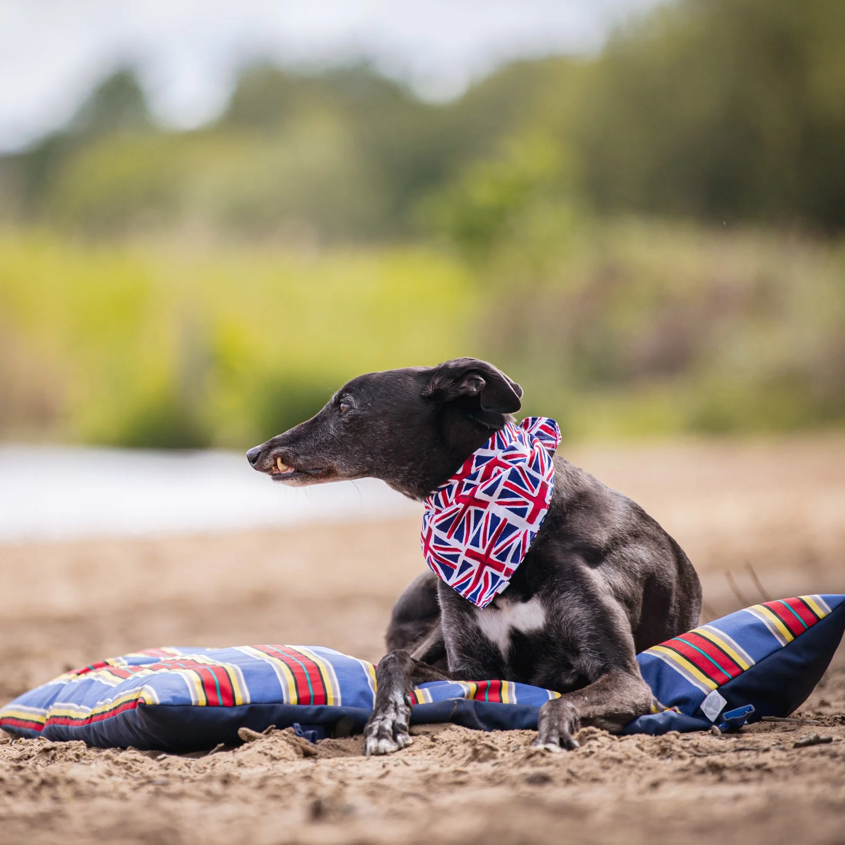 Water resistant Dog travel mat in Red, blue and yellow stripes.