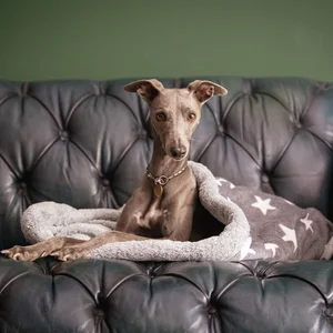Deluxe Dog Snuggle Sacks - Stars — slumbering hound