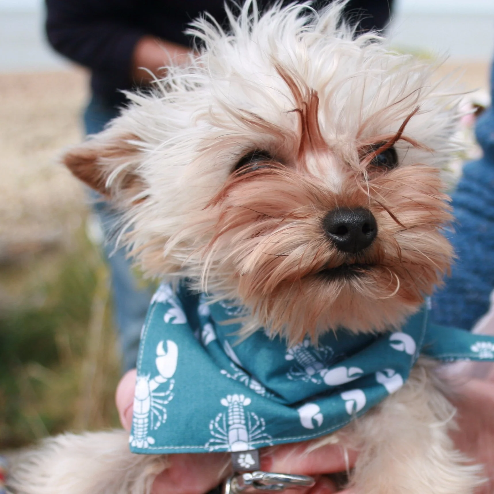 Dog bandana on Yorkshire Terrier - Sea Green Lobster fabric