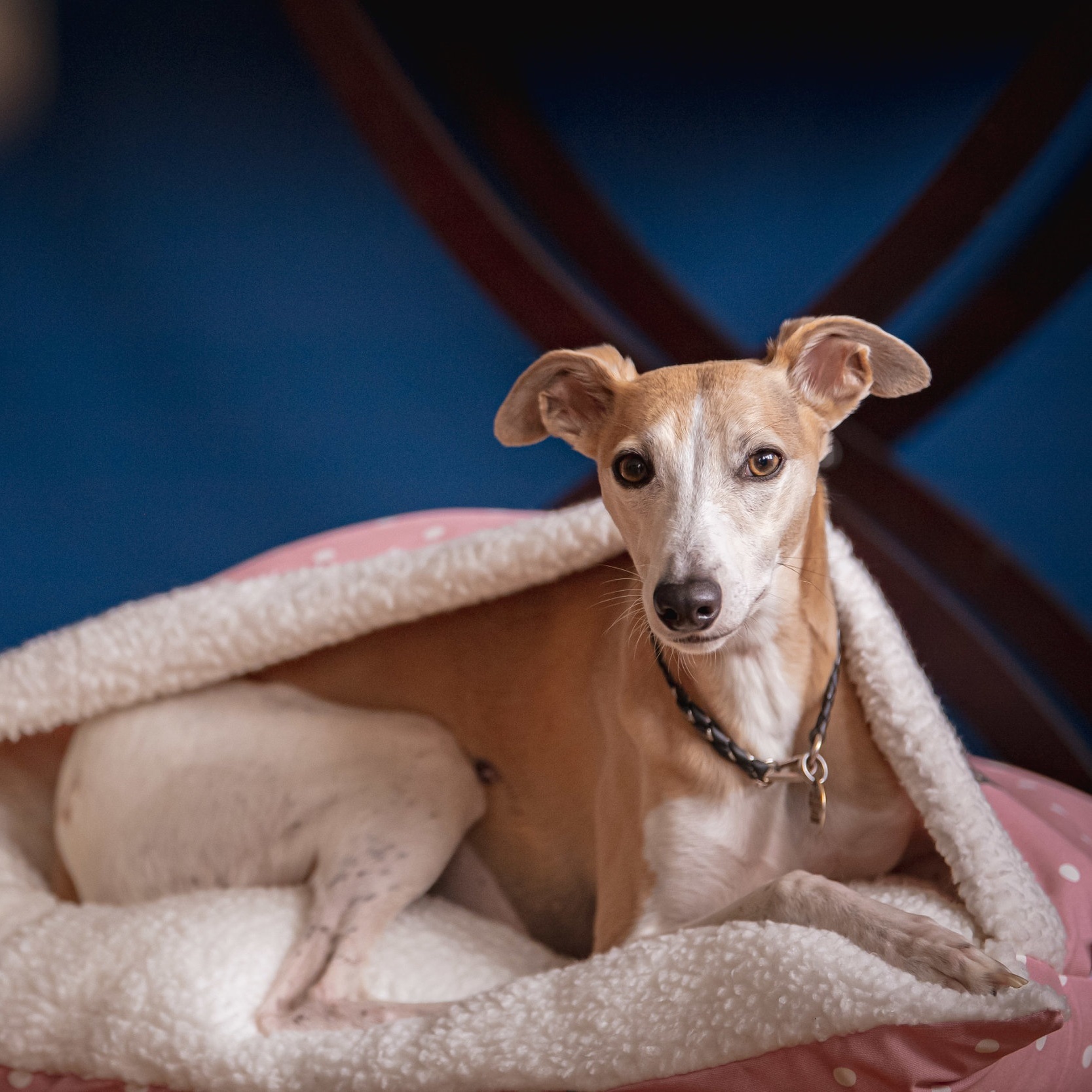 Dog Slumber Bed in Pink L spot fabric