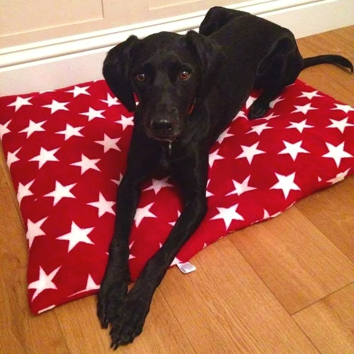 Deluxe Dog Travel Mat - Red with white stars.