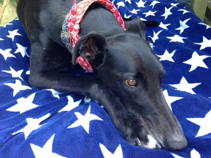 lurcher rescue south east
