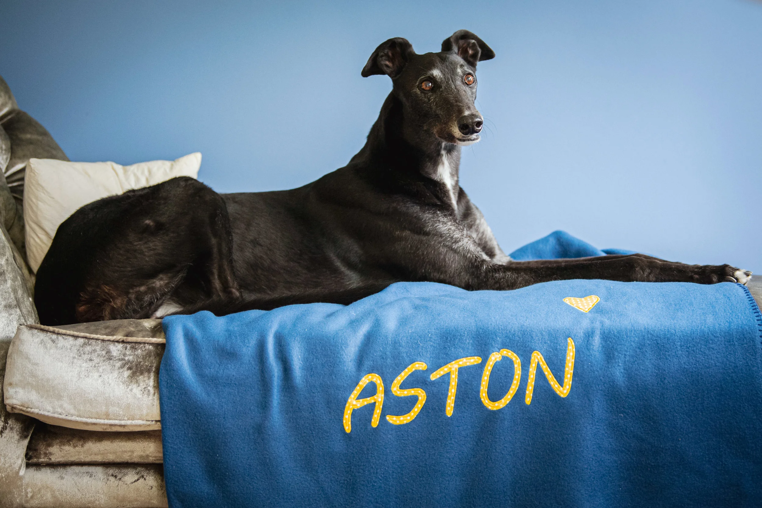Our Greyhound Adoption Story