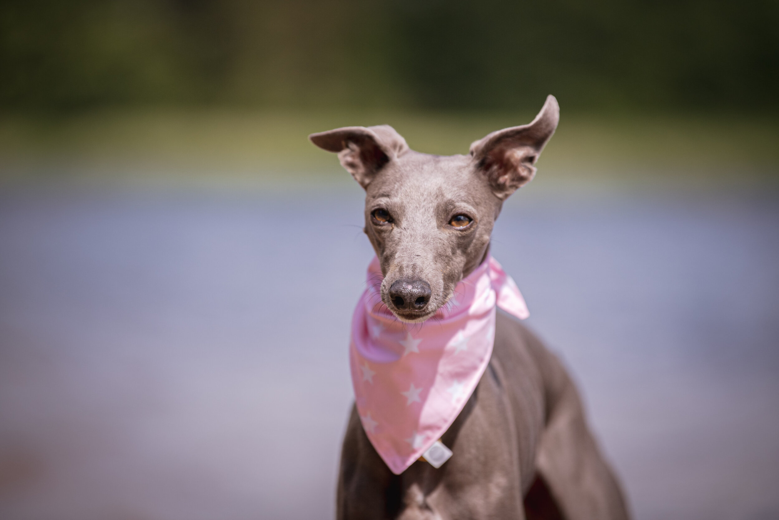 Penny // Dog bandana with pink leo - Hunnishop