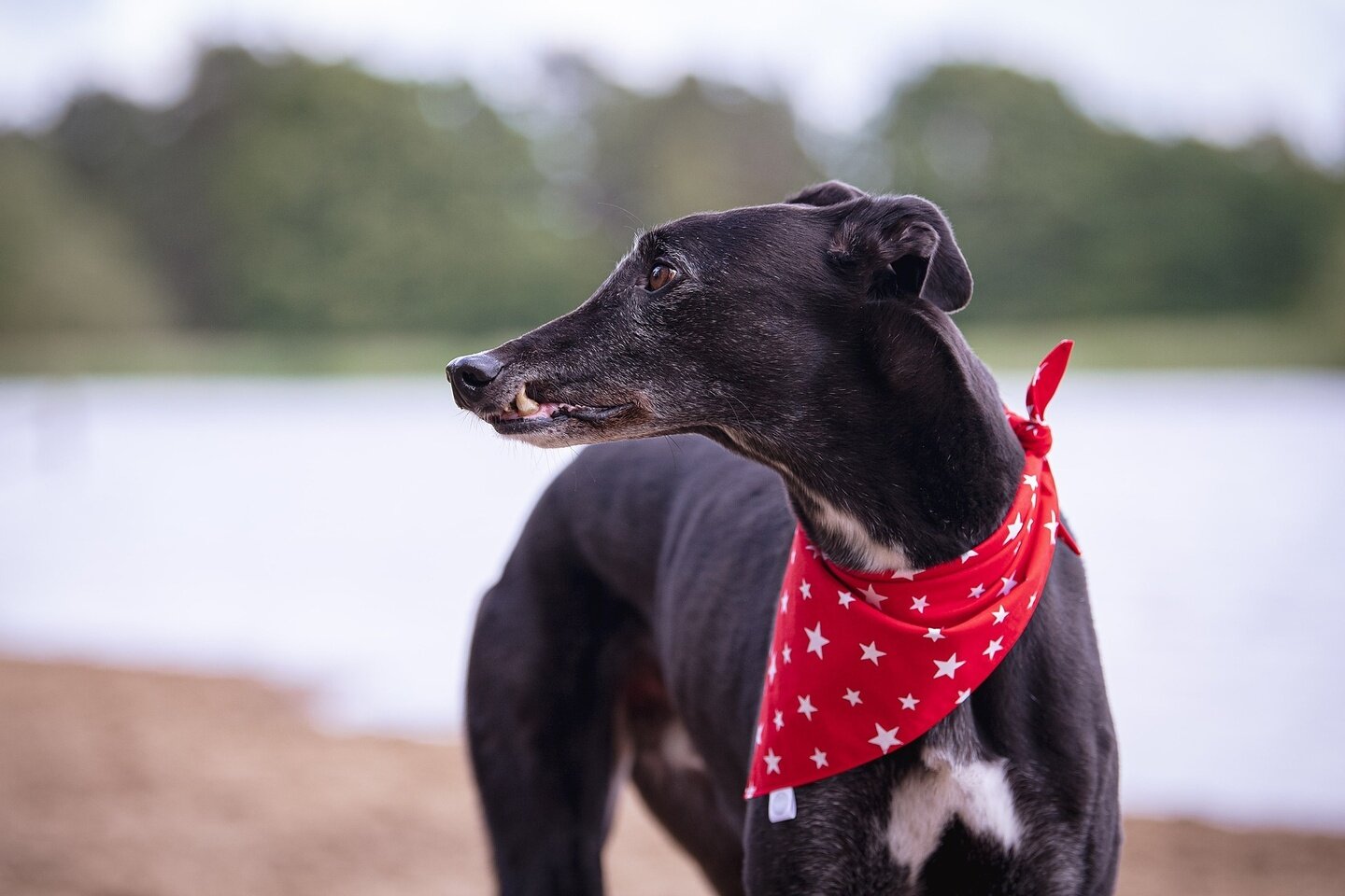 Happy Friday!! 

Every furry friend has their own distinguishing features. We can't help but be smitten by our pets little quirks, like how excitedly they greet us at home after work. With Aston it's his snaggle tooth which he always proudly shows of