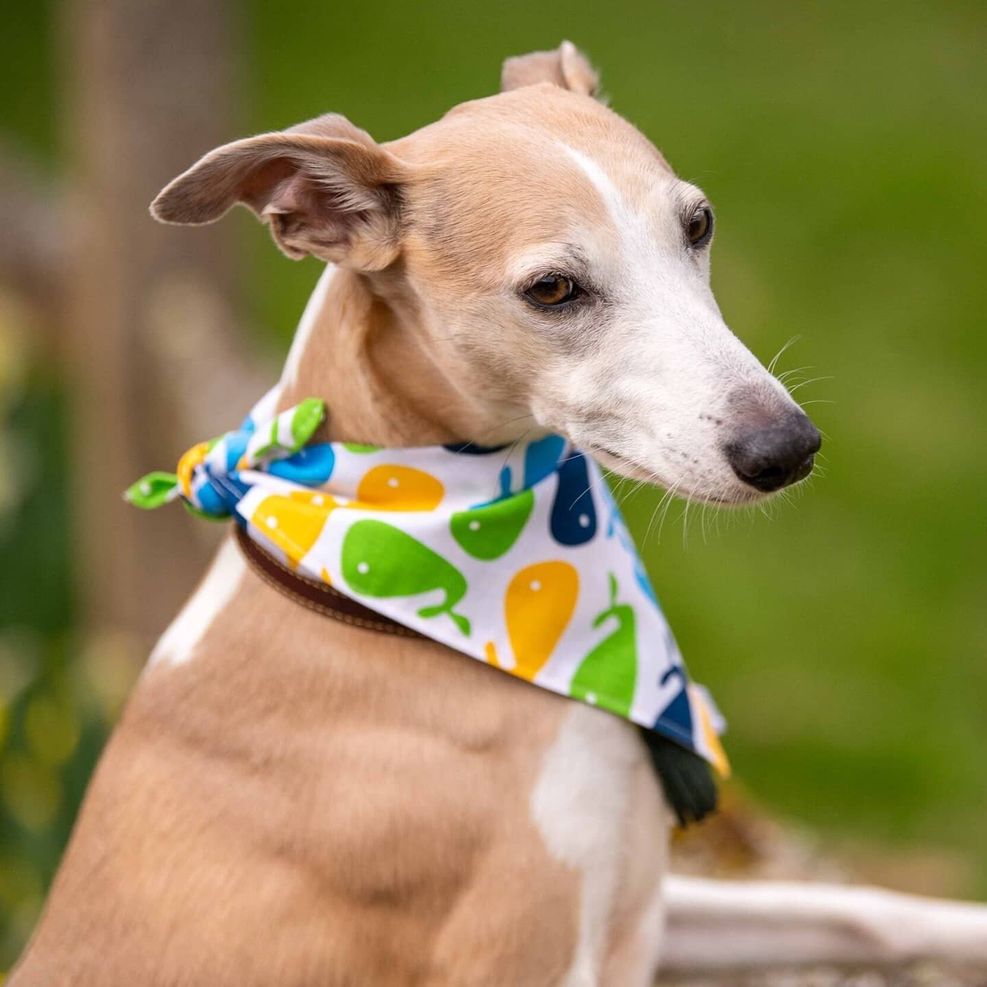 Bandana, neckerchief, dog scarf, necktie, kerchief, neck thing!

A bandana has many names and surprisingly many other uses other than making your dog look fabulous. 

It can be used to cool down on hot days when it's soaked in cold water and to warm 