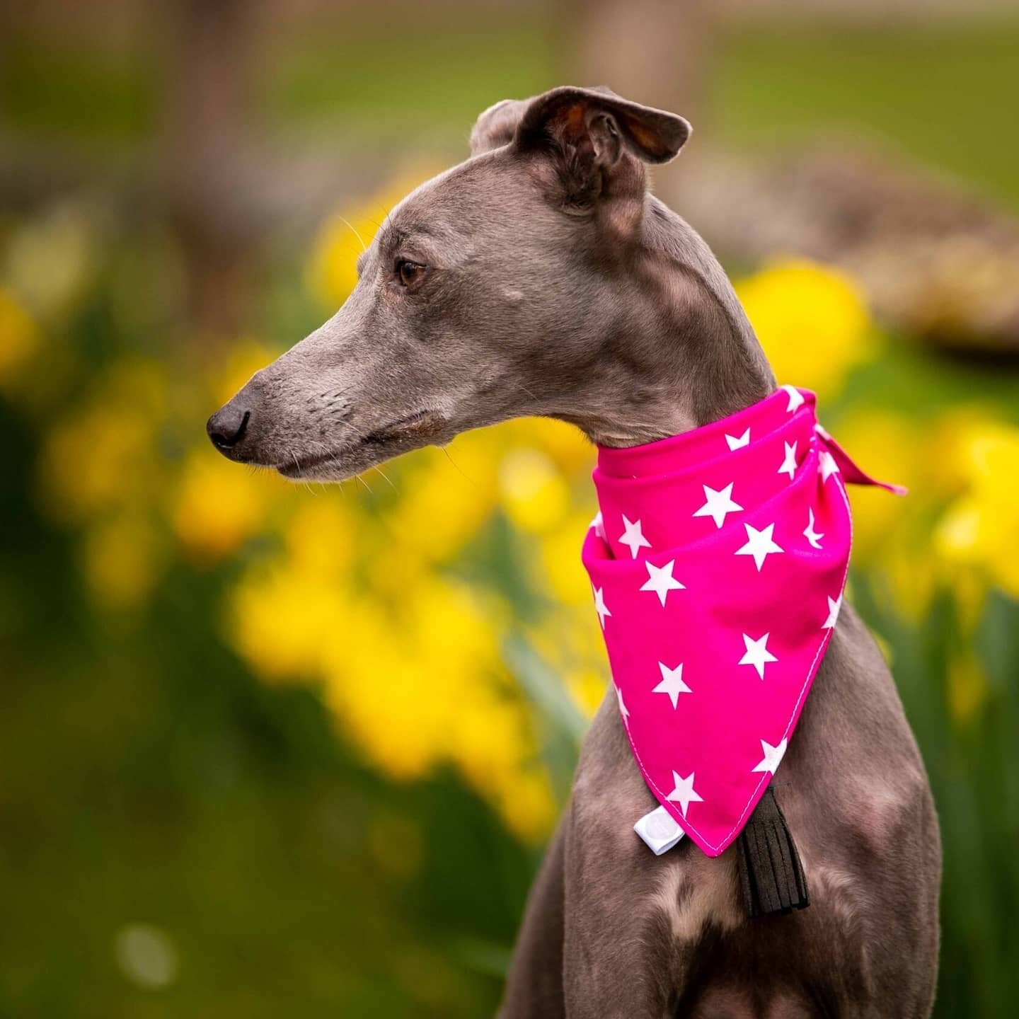 &quot;Do you want to feel cool as well as looking fine?

Soak your bandana in very cold water and wring it out before you wear it. 

Job done&quot; 

😎

.

'Hound Advice' brought to you by Shadow from @fur_and_fables who's looking fabulous in his pi