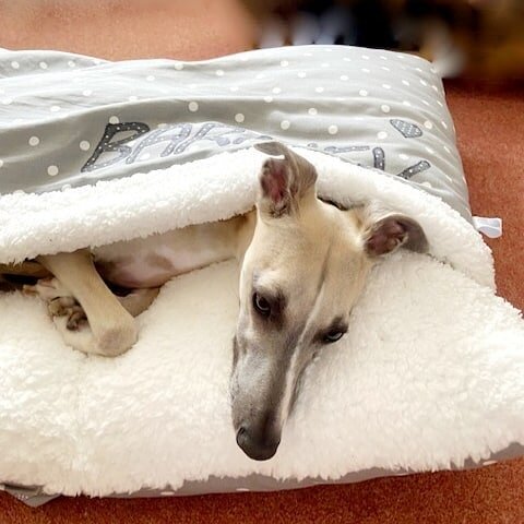 &quot;To say that Barney likes his new bed is an understatement! From the moment we got his bed home and put it down he was in it and has barely got off it since!&nbsp; He&rsquo;s still learning how to get into it but almost there!&quot; 

Oh I do lo