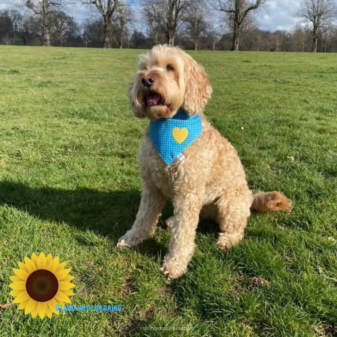 Charity Dog Bandana — slumbering hound