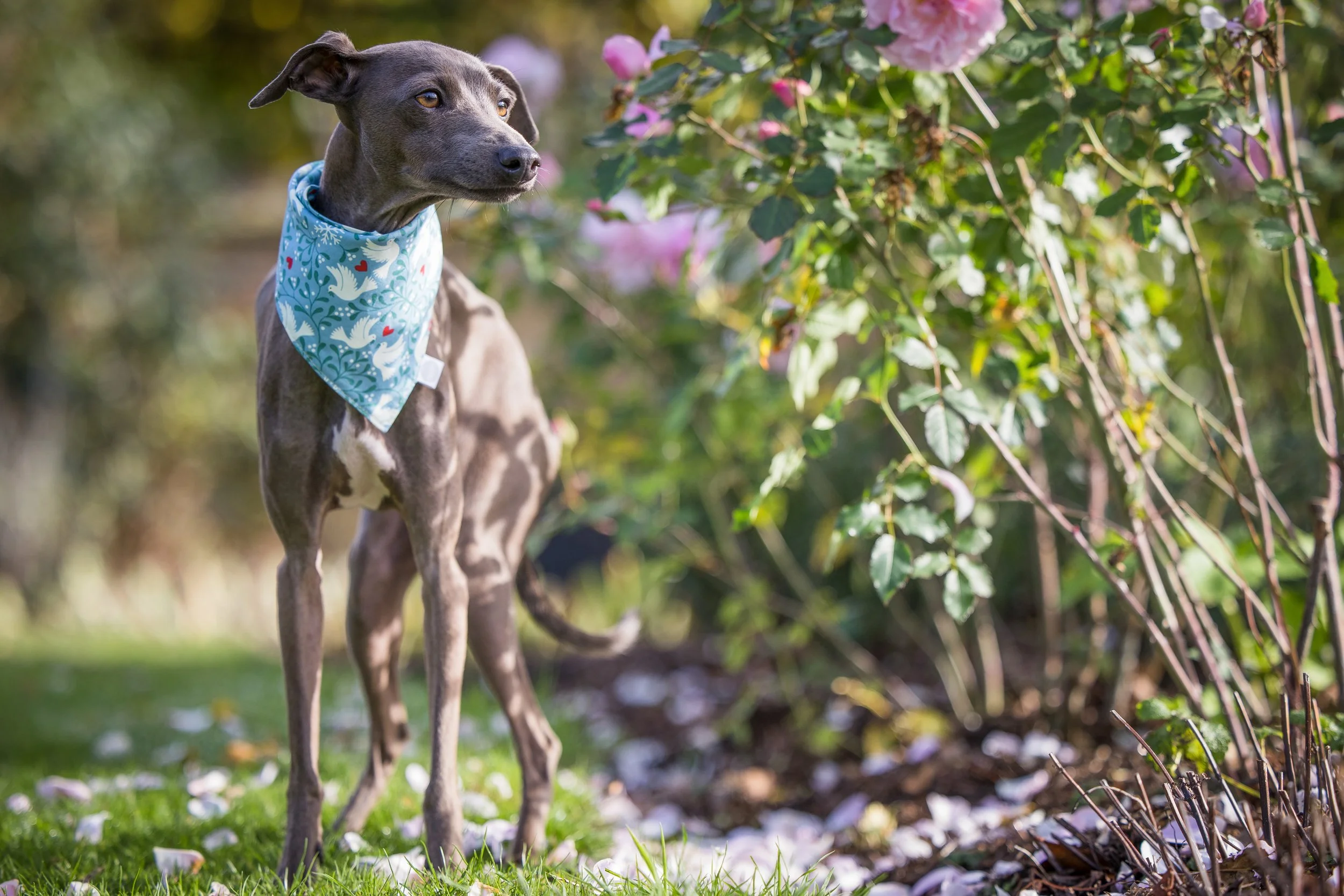 Slumbering Hound 22 (www.bridgetdavey.com)_-10 (1).jpg