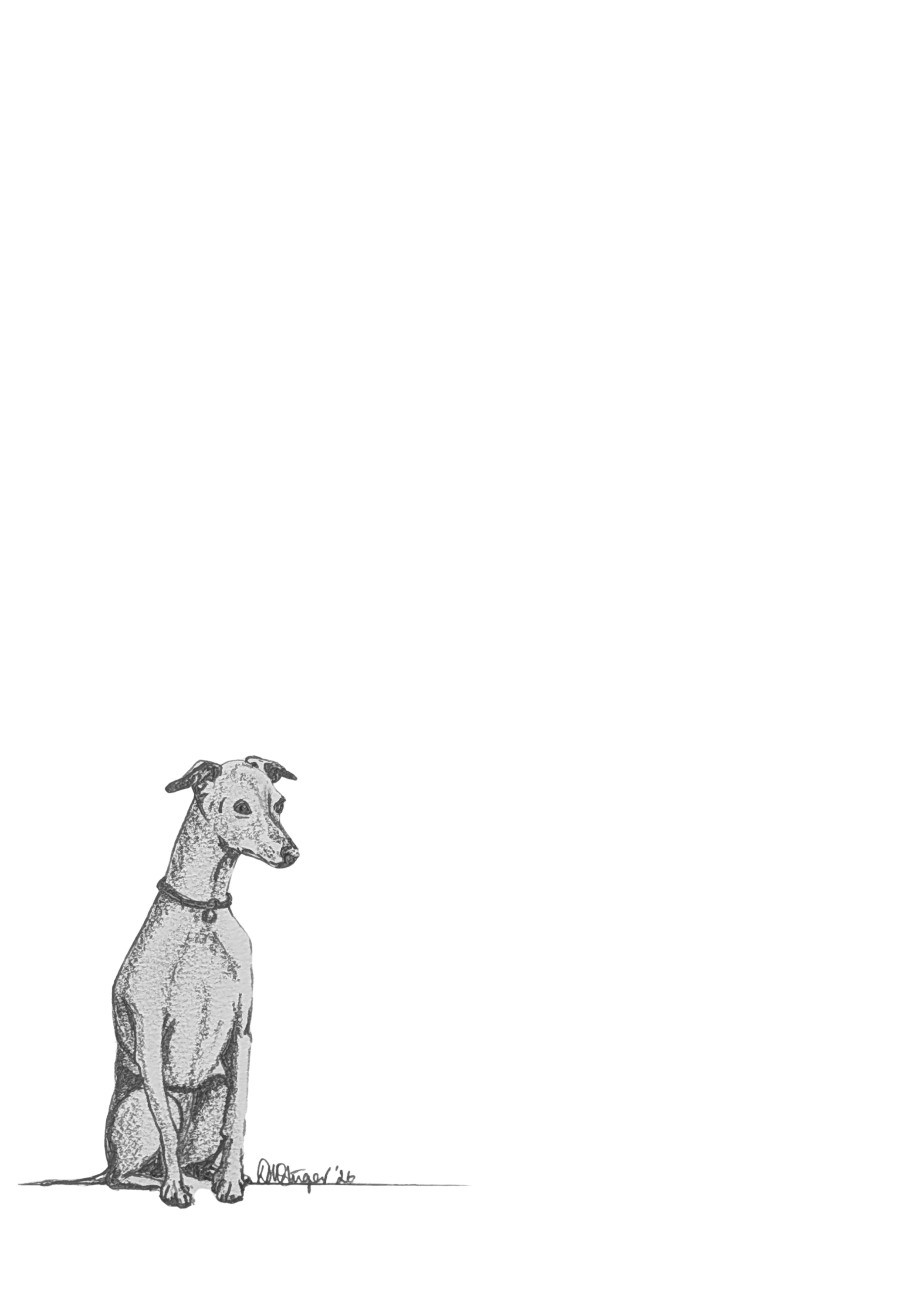 Small sitting studies - Whippet.png