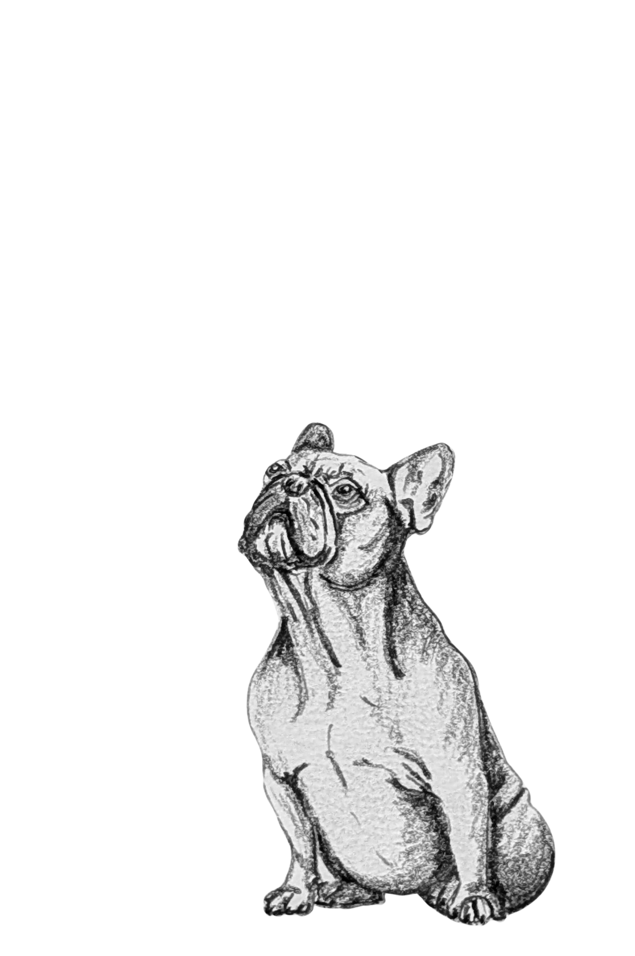 Small sitting studies - French bulldog.png