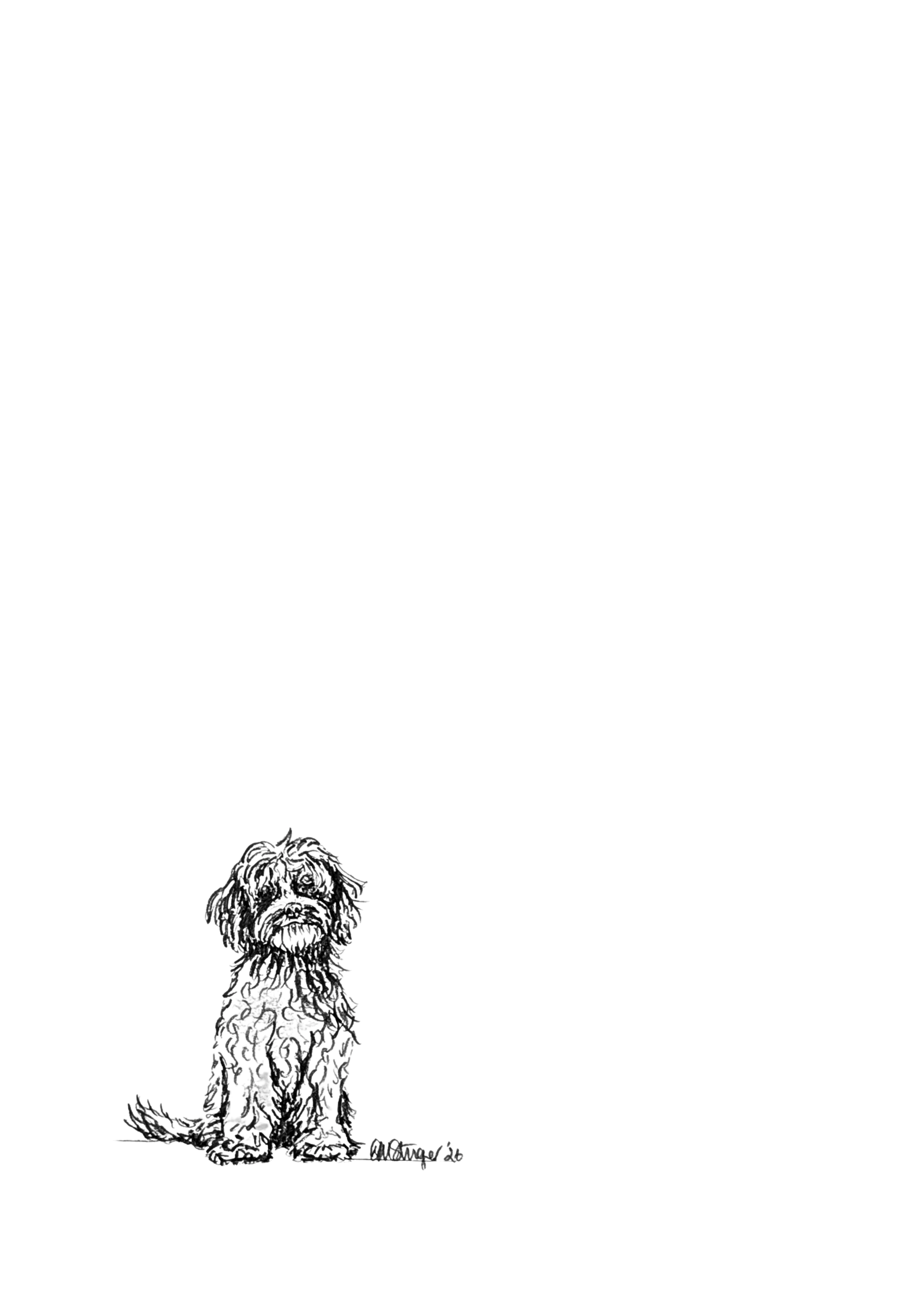Small sitting studies - cockapoo.png