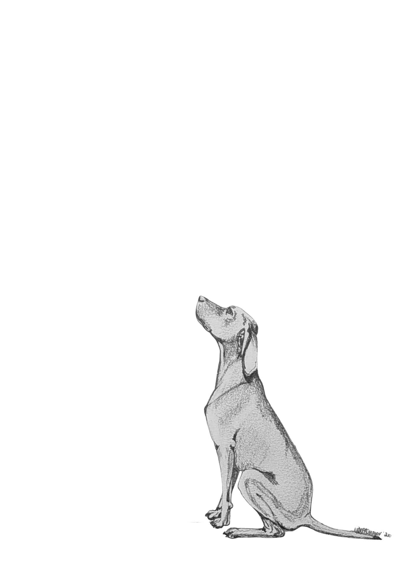 Small sitting studies - Viszla.png