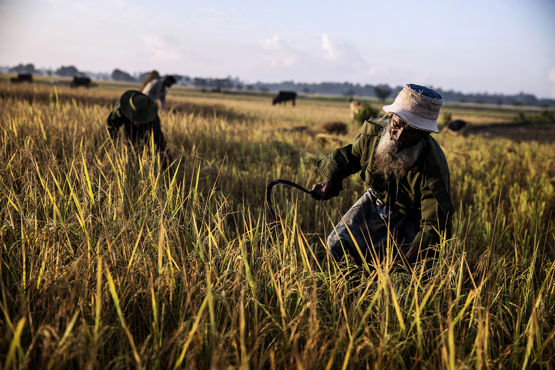 Rohingyabønder, Burma 2015.