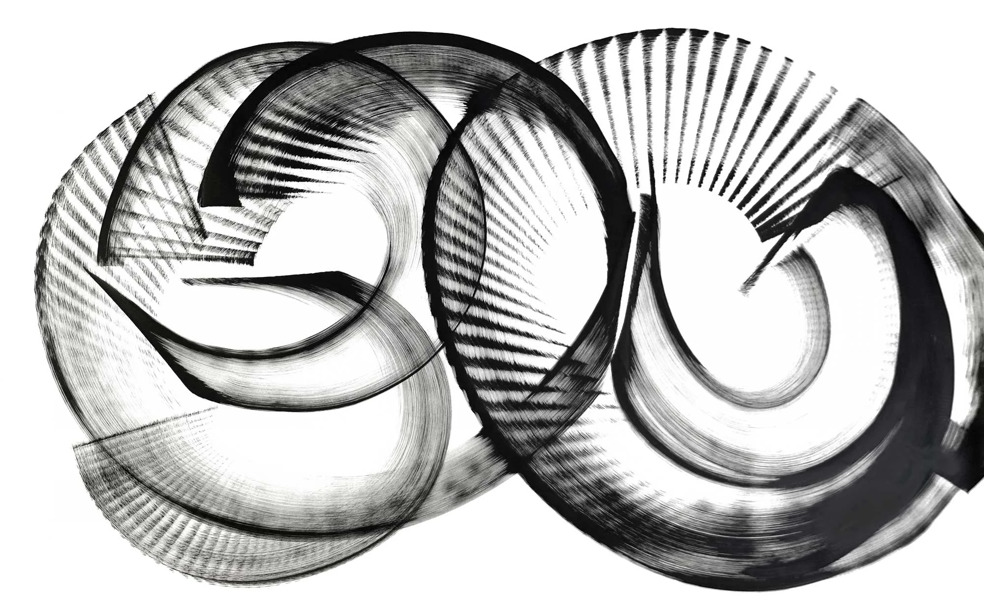Narthecium montanum, ink on paper, 40" x 66"