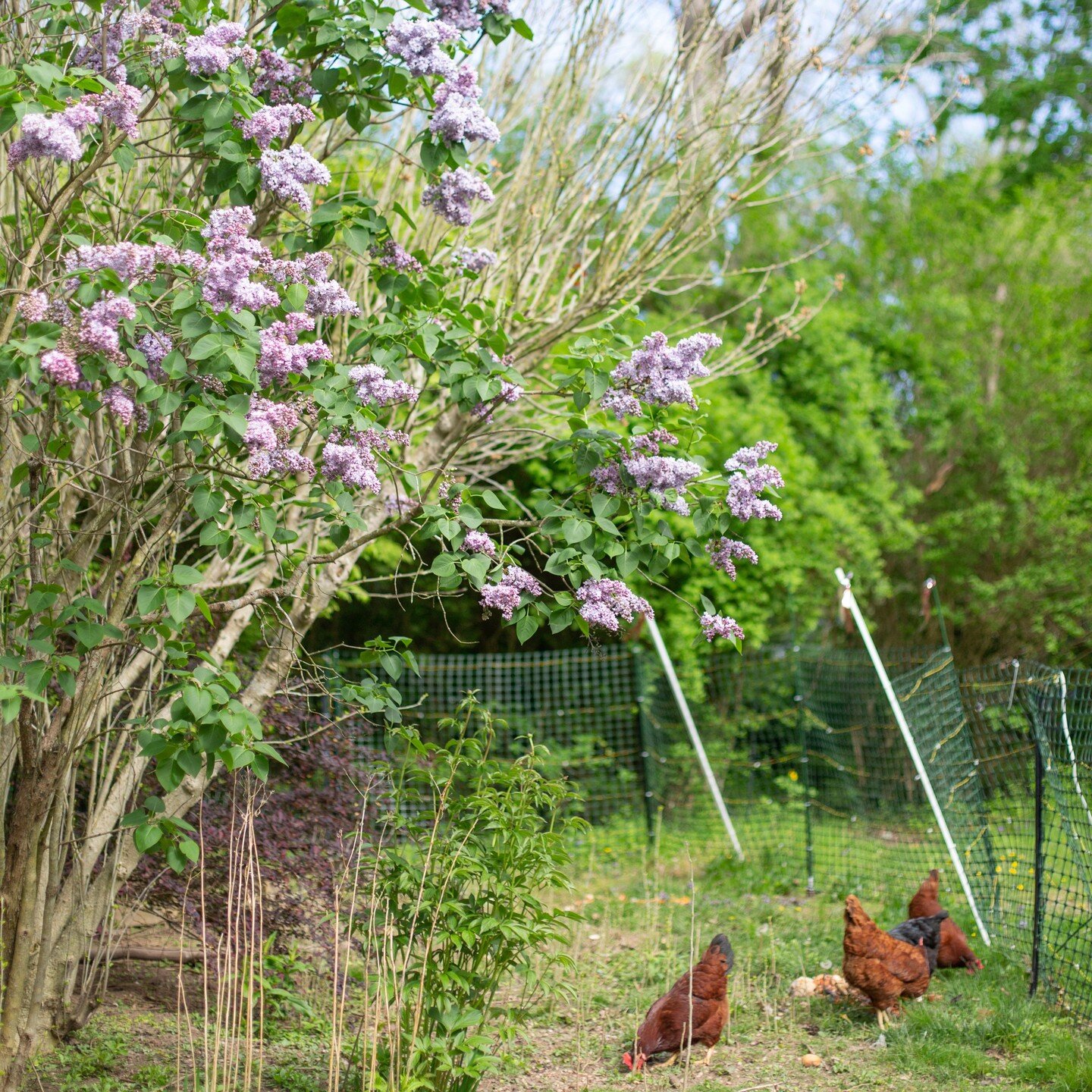 It felt so good to spend most of the weekend sprawled out on my back lawn, soaking up sun✨and lilacs🌿
.
.
.
.
#selfcare #capecod #capecodlife #igerscapecod #newengland #newenglandliving #photographer #weddingphotographer #portraitphotographer #lilac