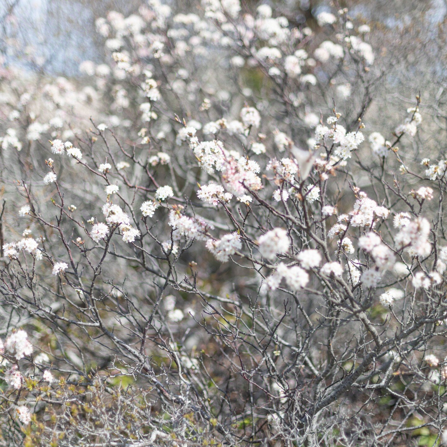loving these Iight and airy beach🌸plum blossoms at south cape beach in mashpee✨
.
.
.
.
#wildflowers #flowers #flowersofinstagram #capecod #capecodinsta #capecodlife #mashpee #newengland #newenglandliving #weddingphotographer #portraitphotographer #