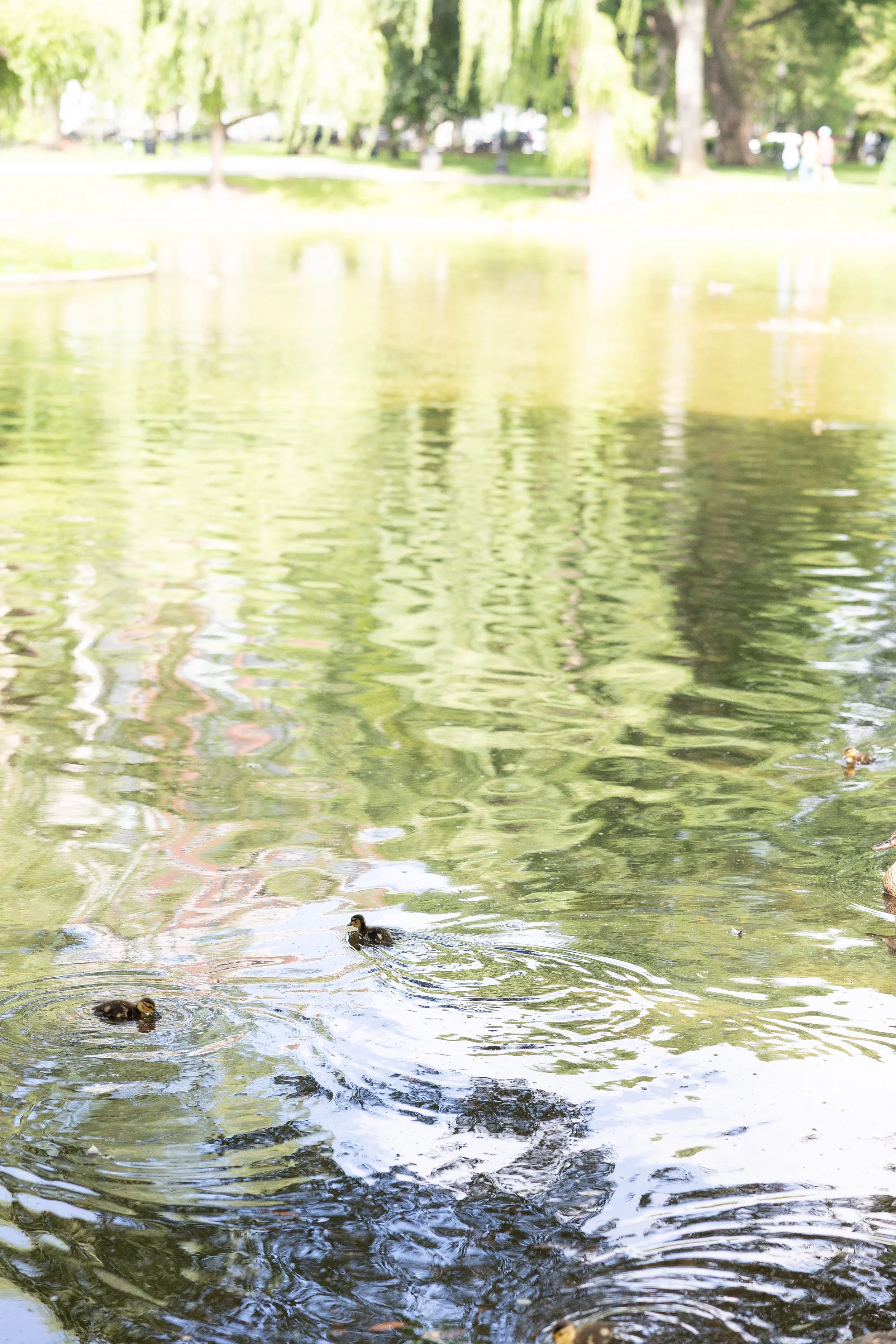 boston public library wedding boston garden ducks swimming detail