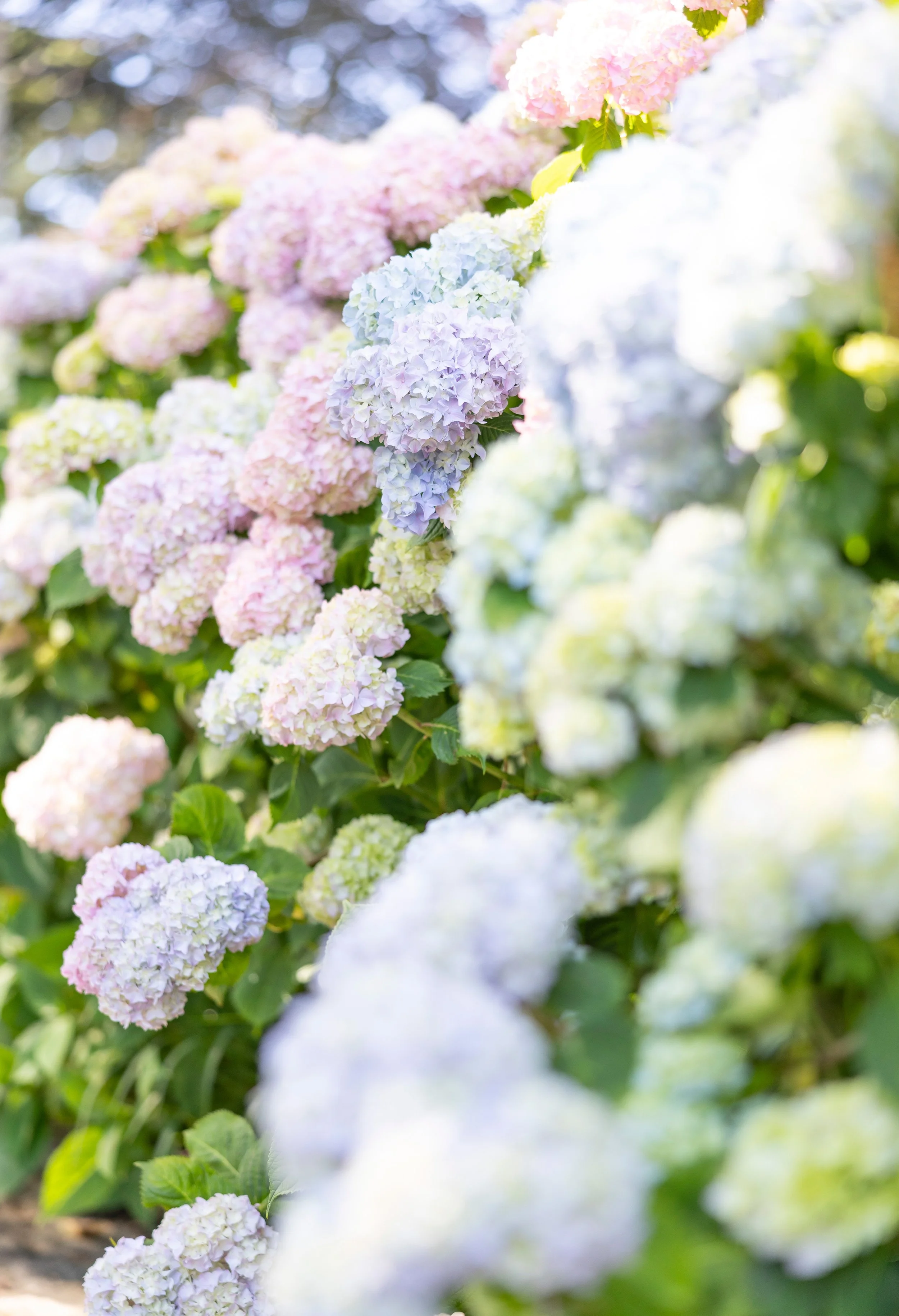 cape cod wedding wequassett rainbow hydrangea flower detail