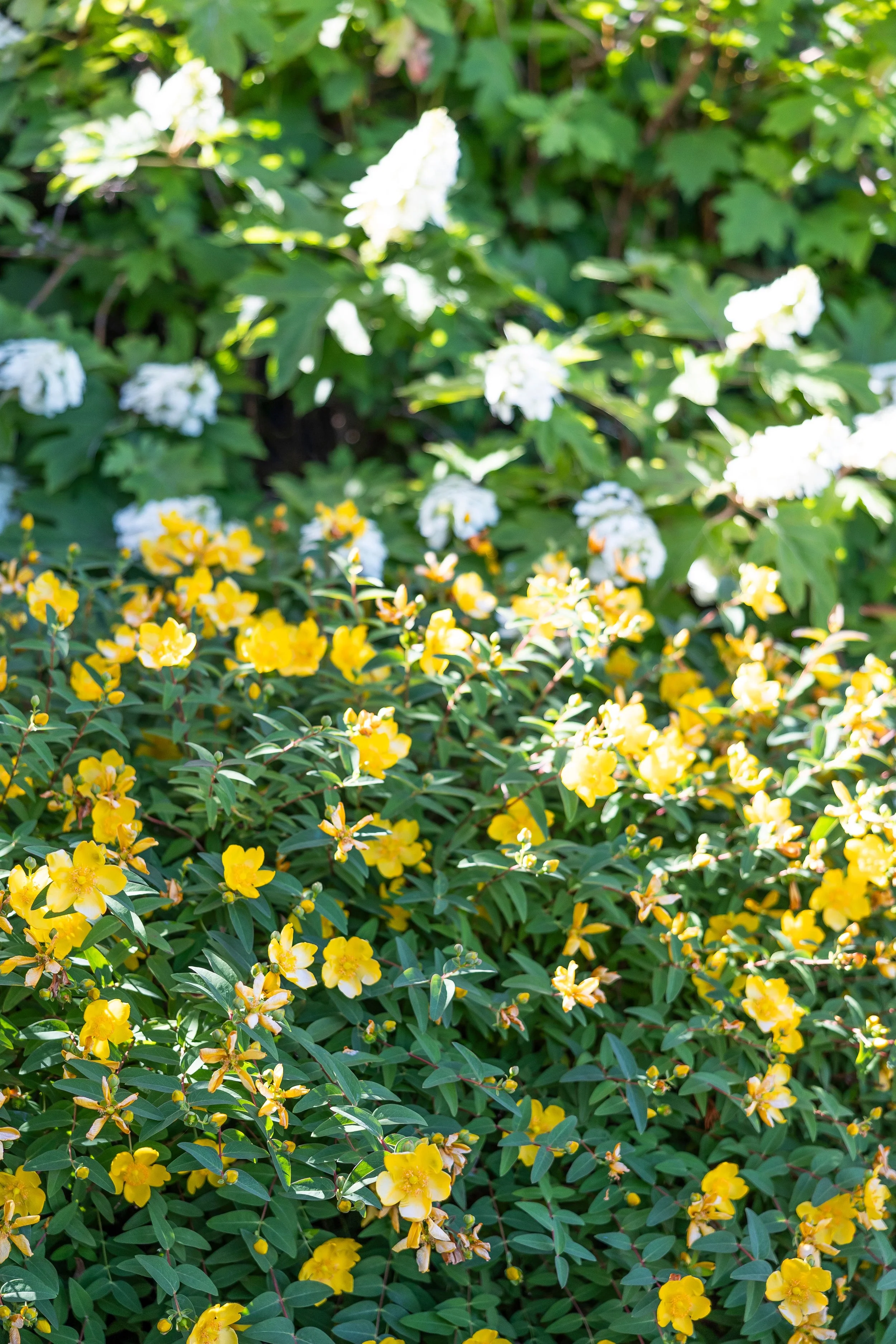 cape cod wedding wequassett wedding yellow  white flowers