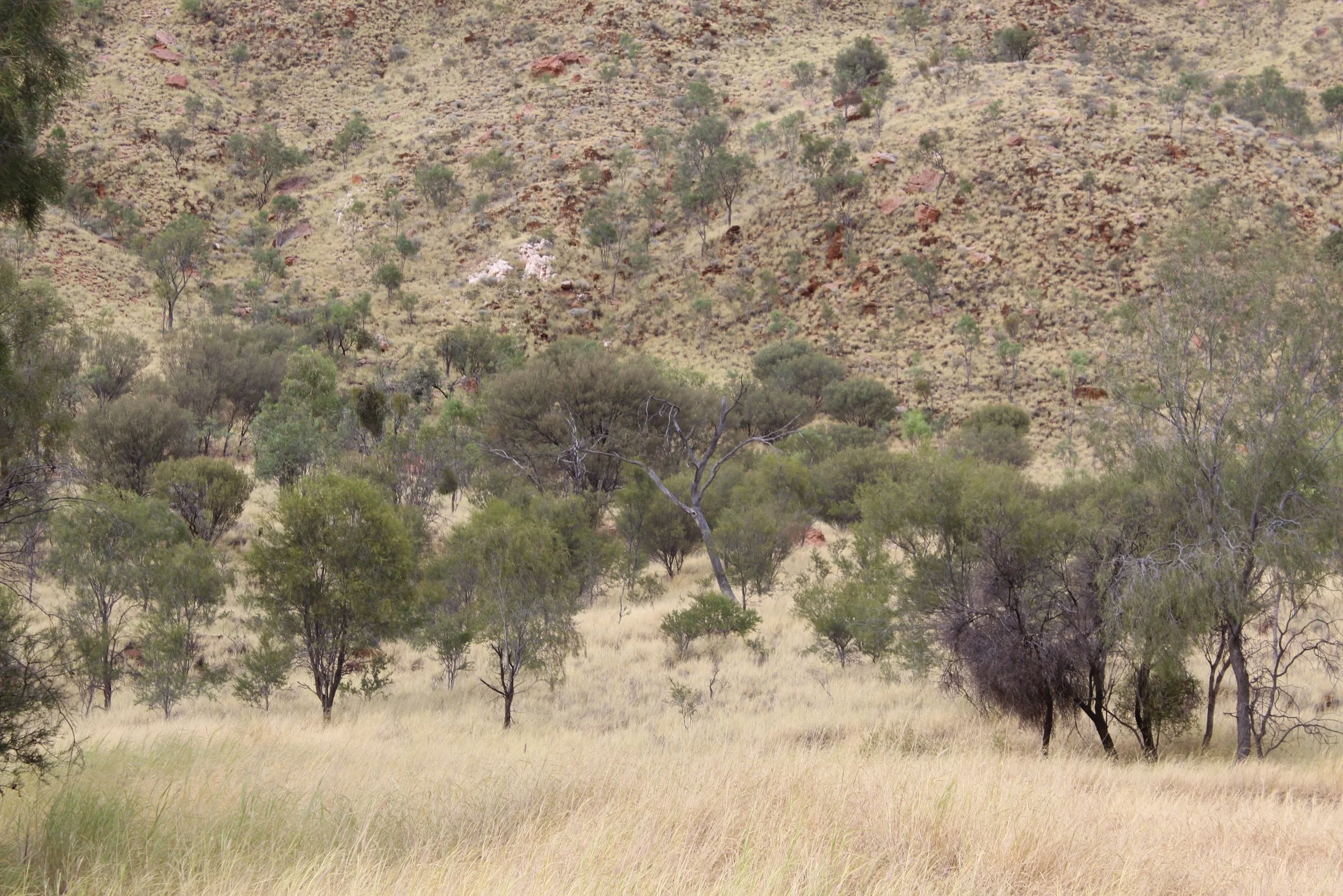 The MacDonnell Ranges near Alice Springs