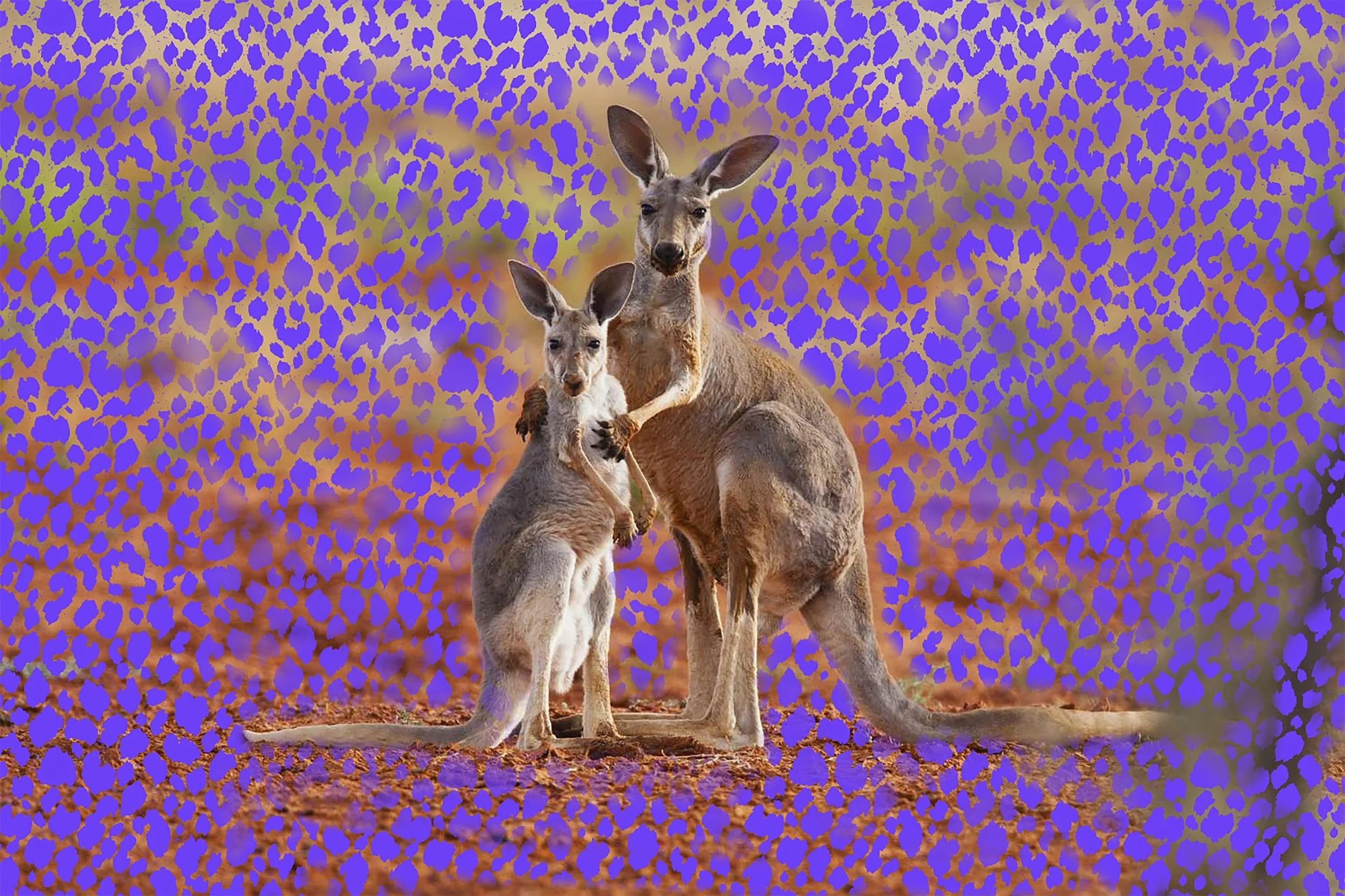Kangaroo Blue copy.jpg