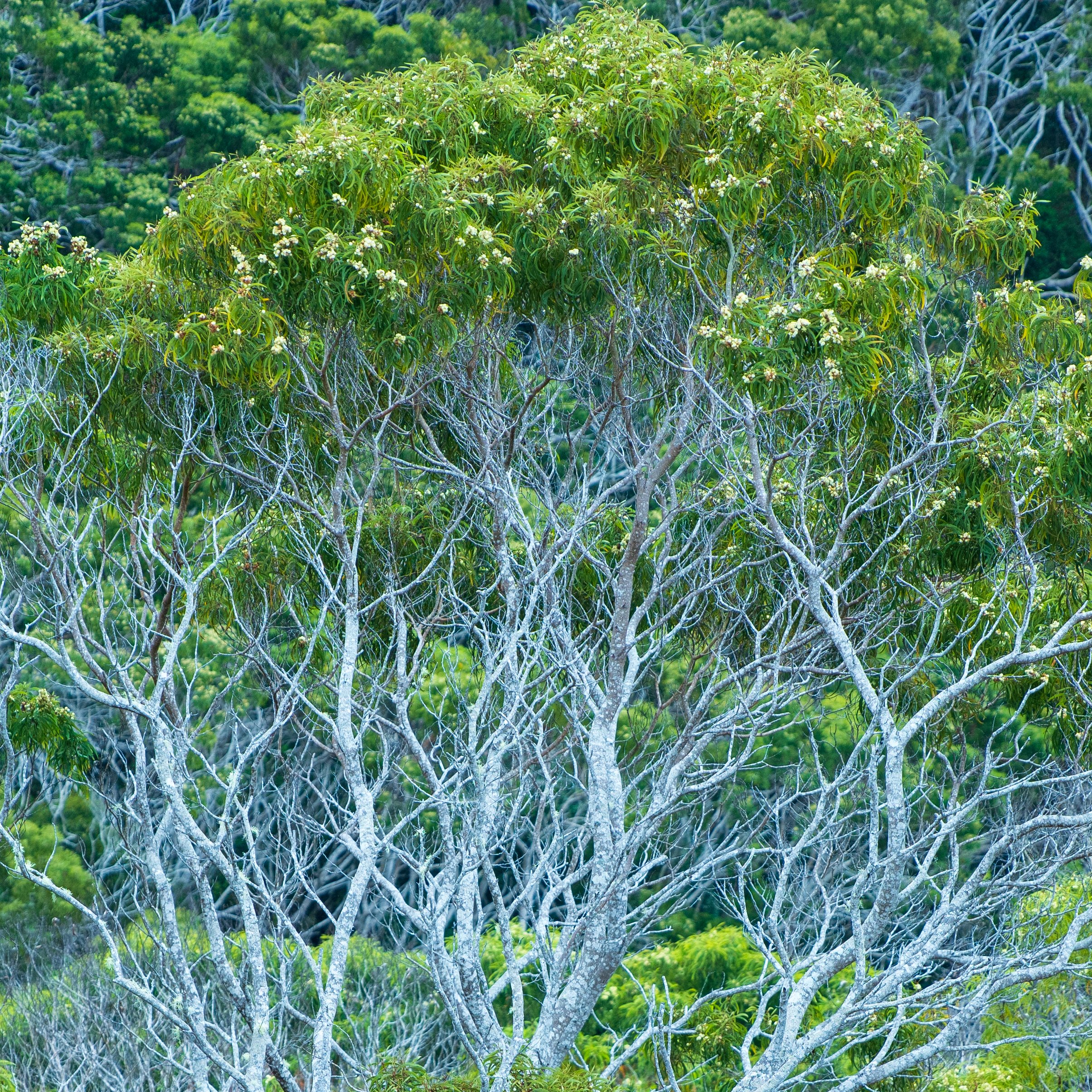 Kauai Koa Tree.jpg