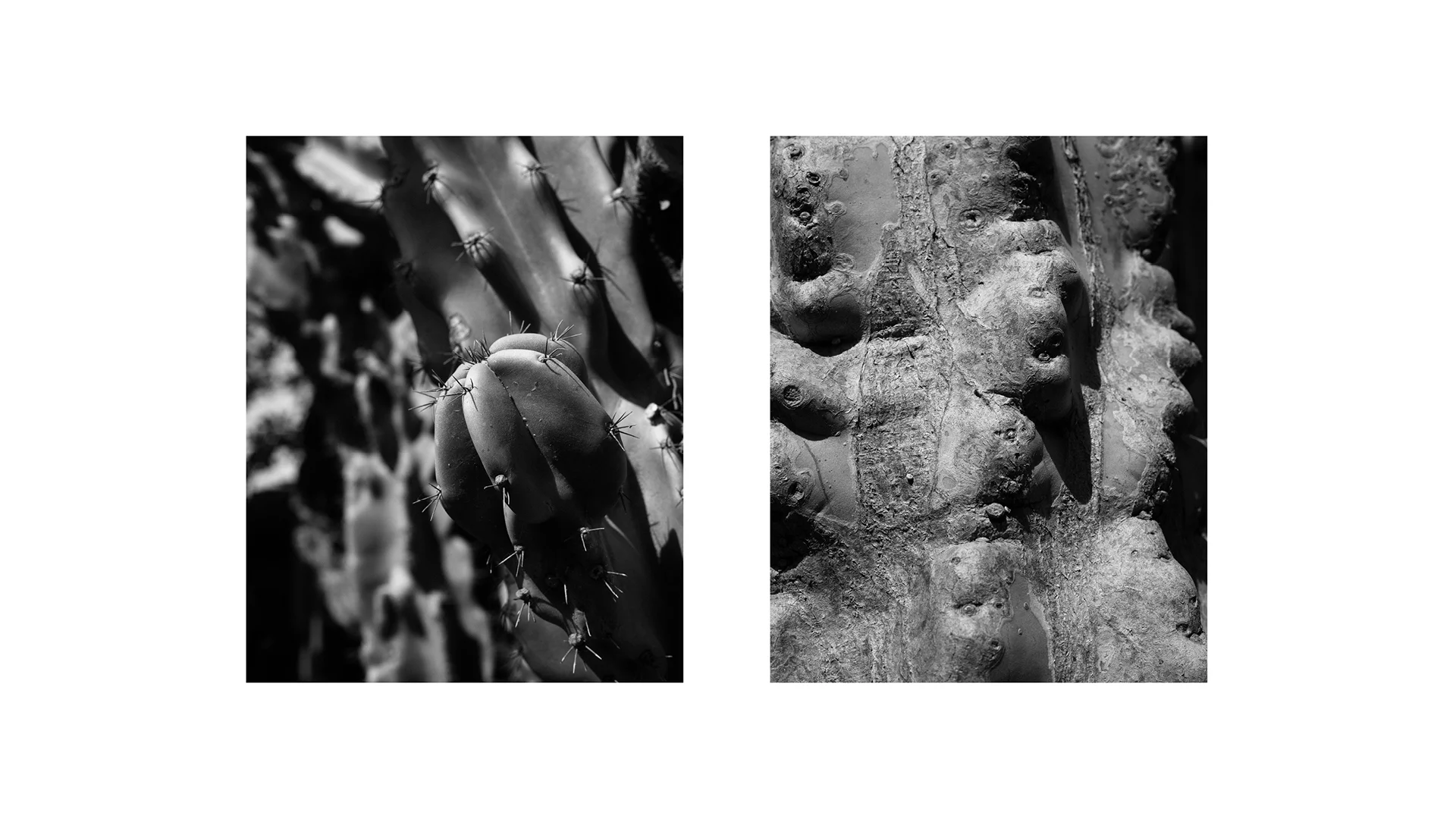 Cacti10.jpg