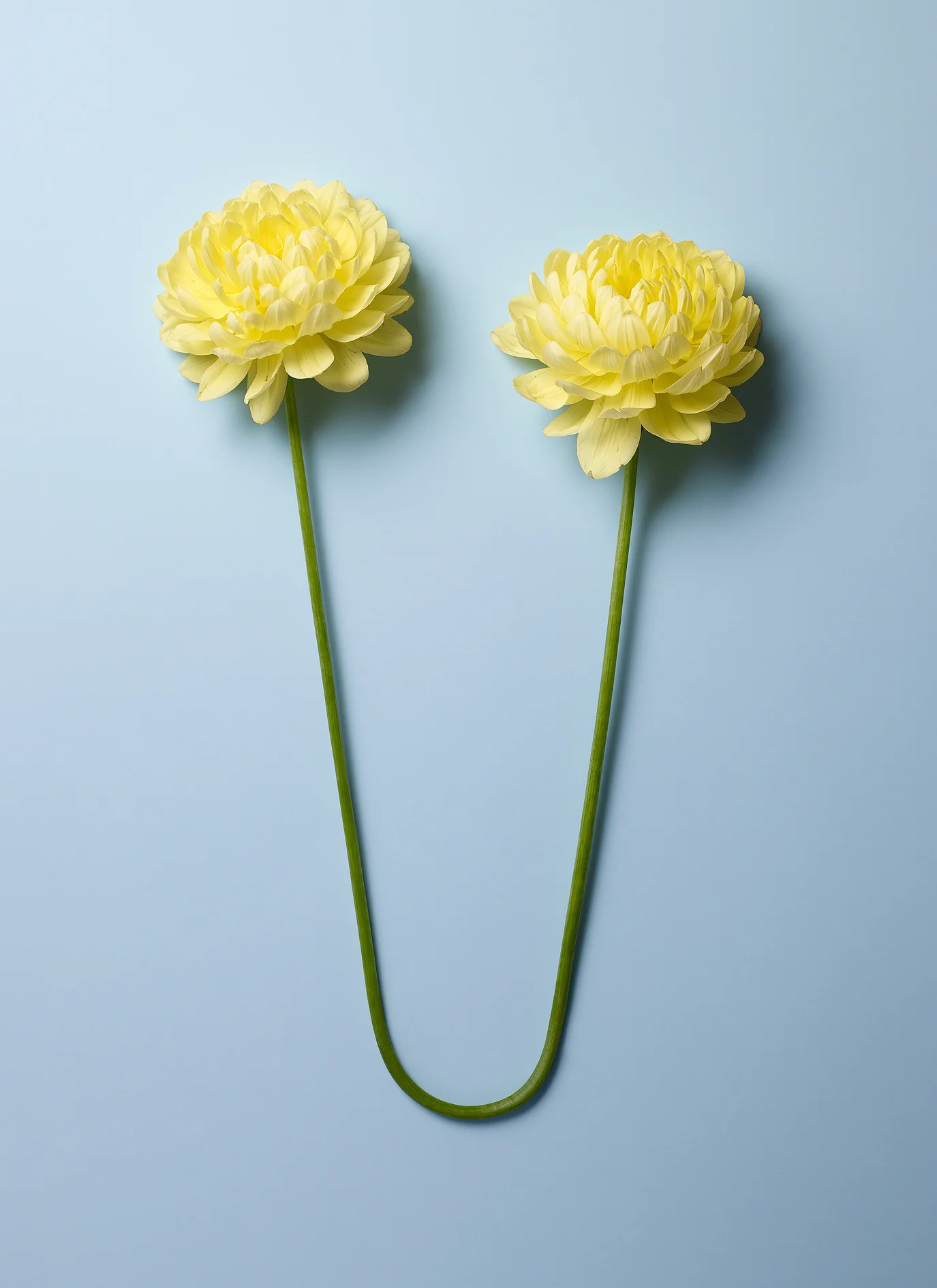 doubleFLOWER-domlee.jpg