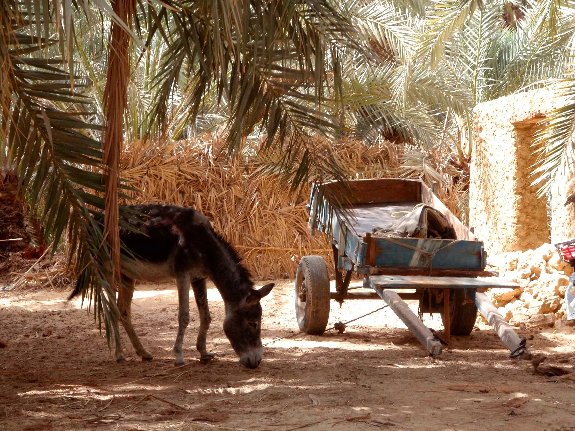 Donkey and cart