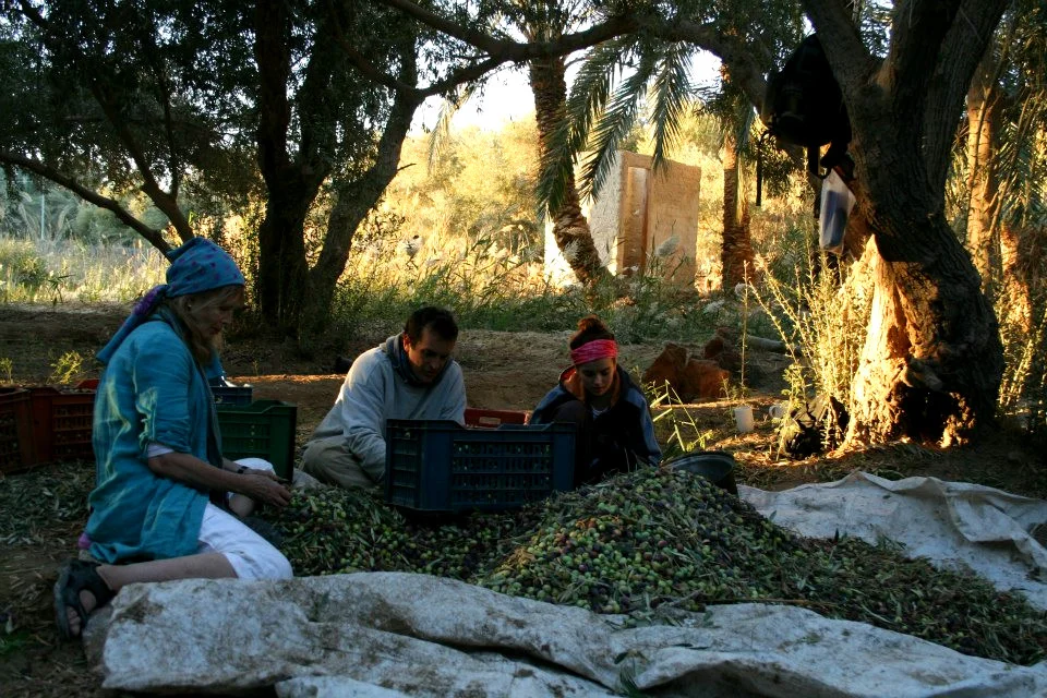 Harvest time Siwa Oasis