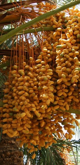 Organic dates