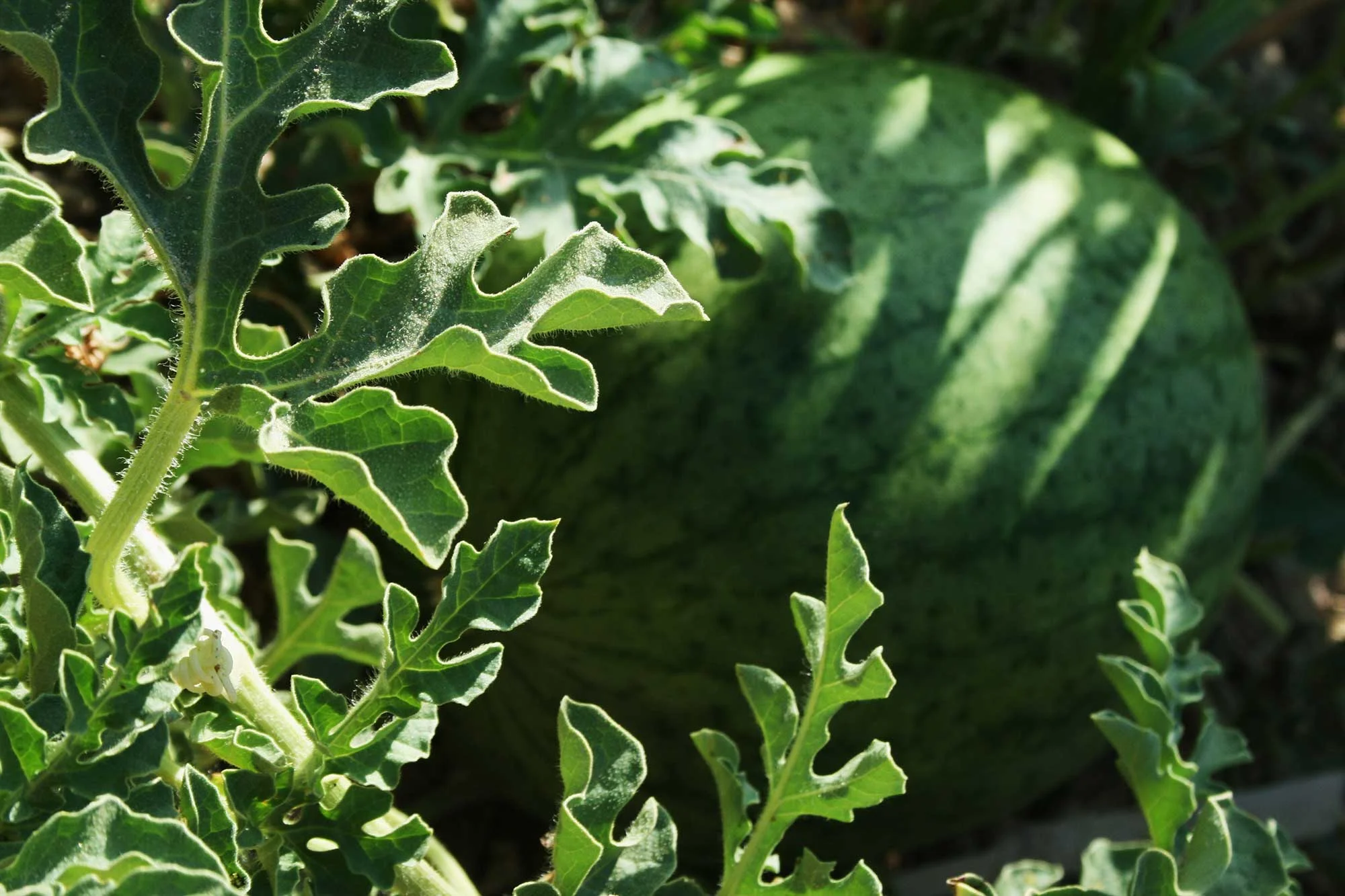 Watermelon