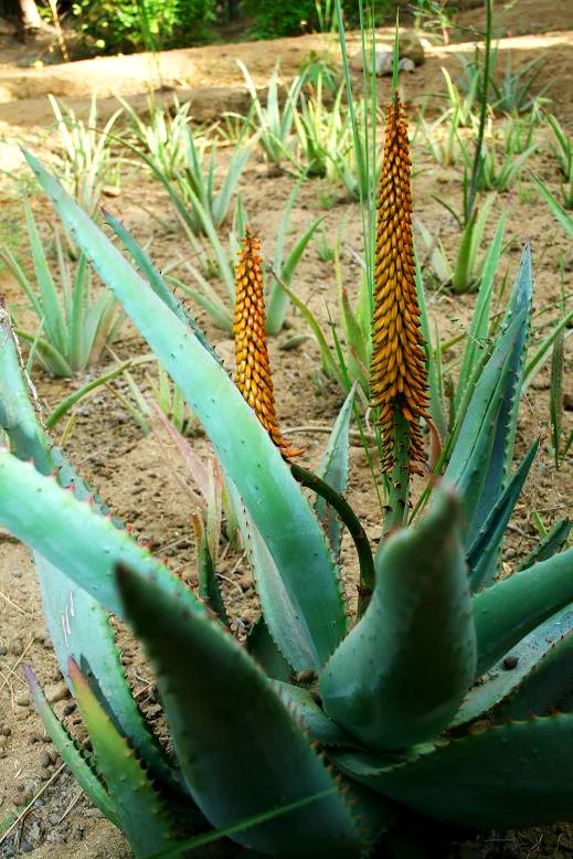 Aloe