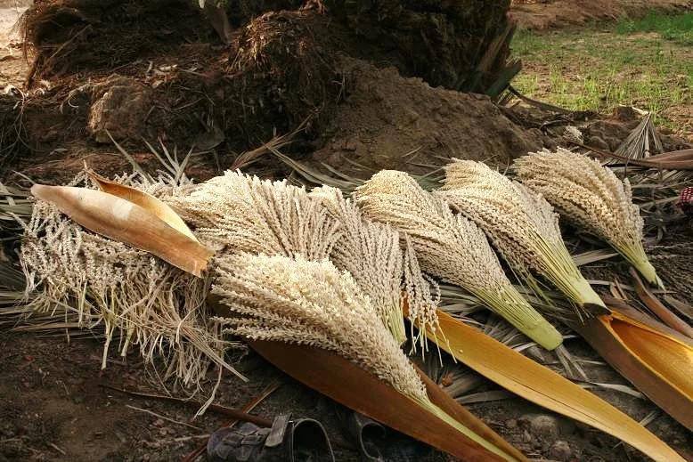 Palm pollen