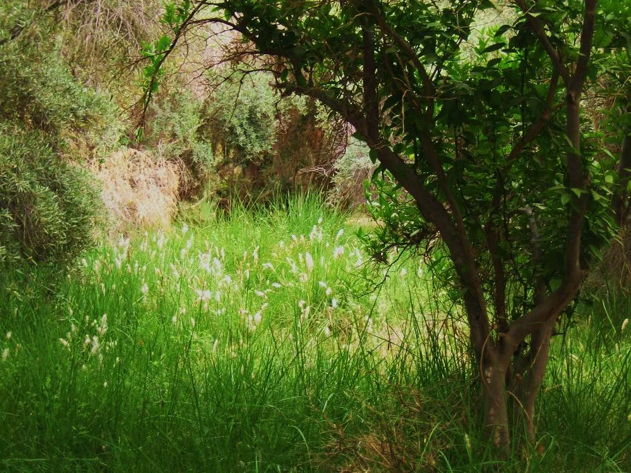 Garden farm Siwa