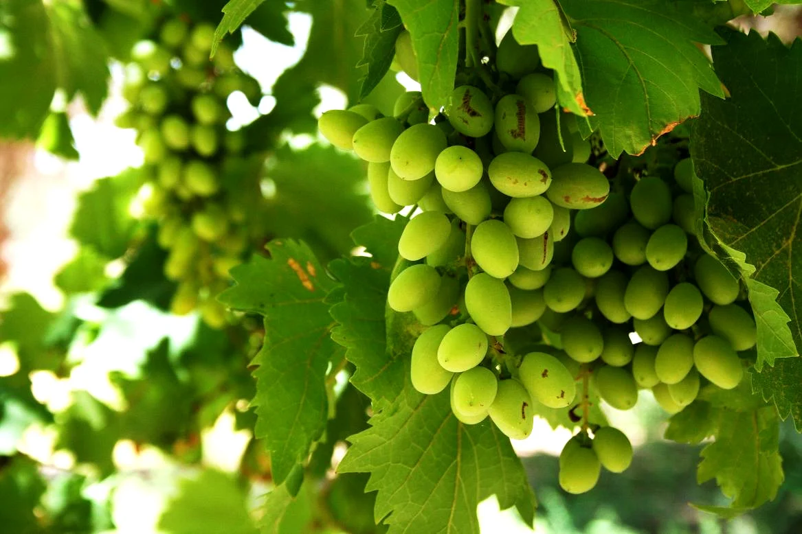 Organic heirloom grapes