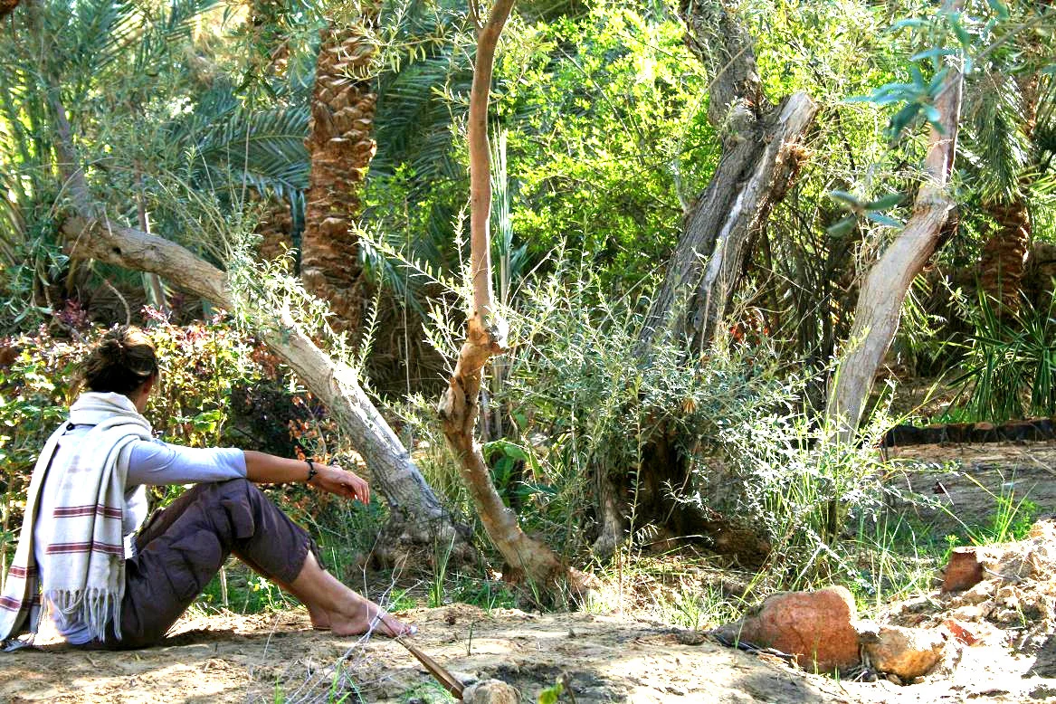 Wild bee hive in the roots of an old olive tree.