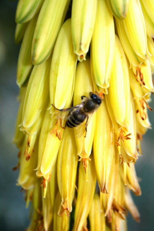 Our bees feeding on aloe flowers.