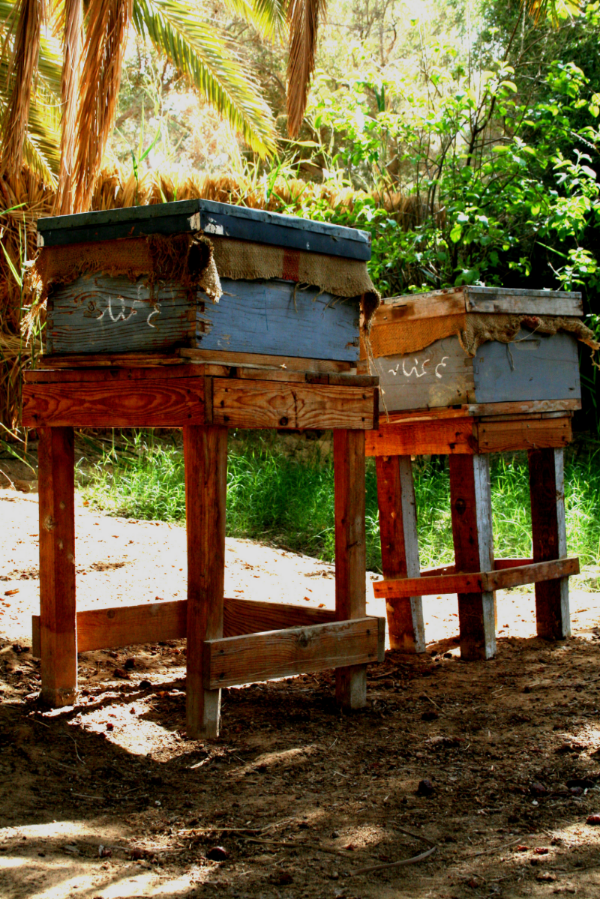 Our new bee hives in our garden farm.