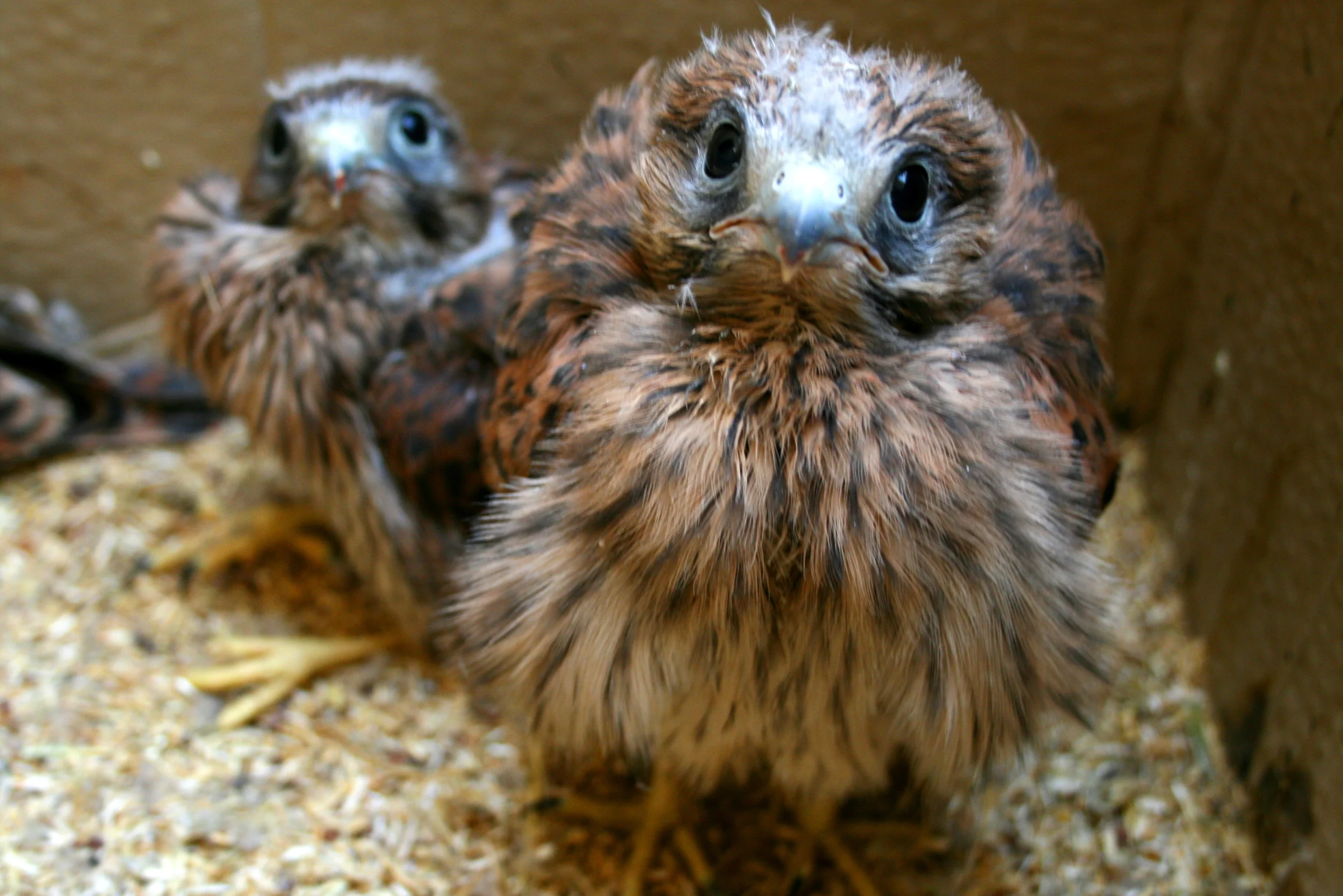 Falcons in the Fireplace