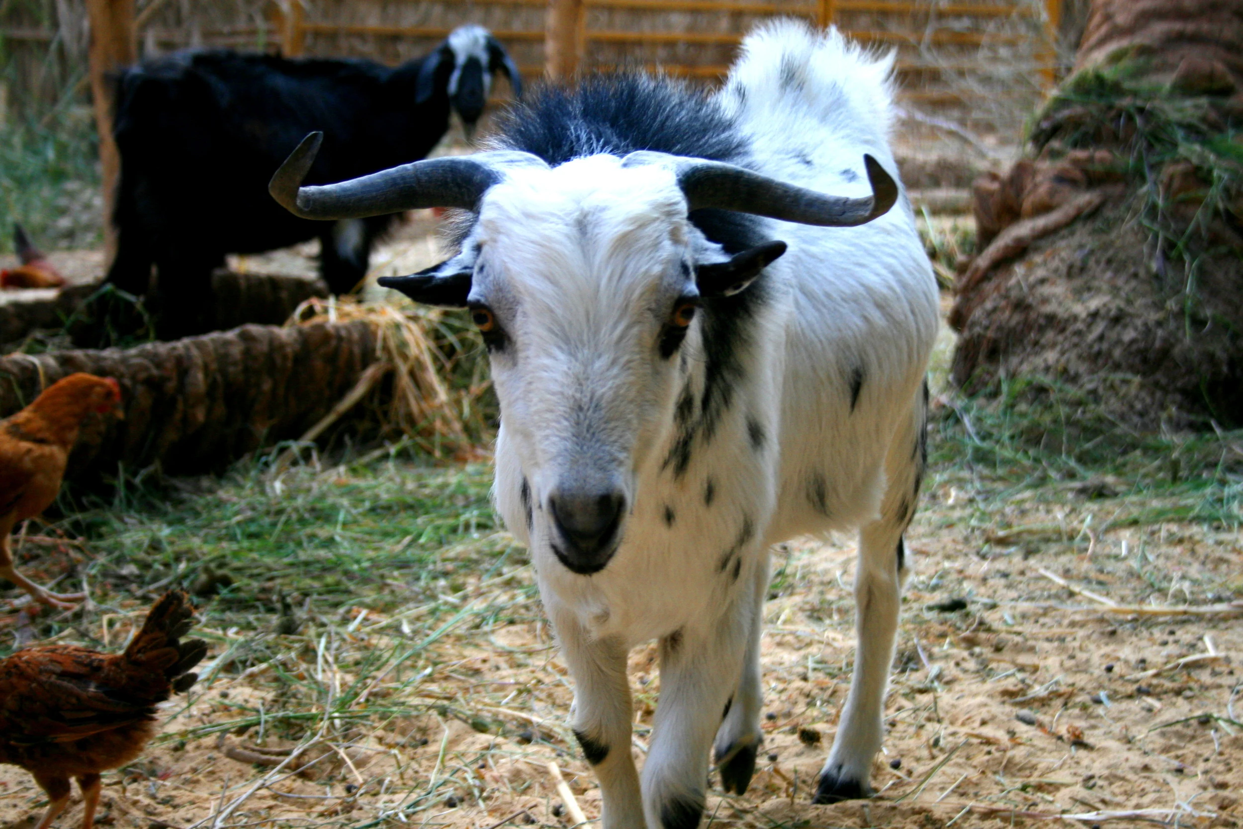 One of our big billy goats