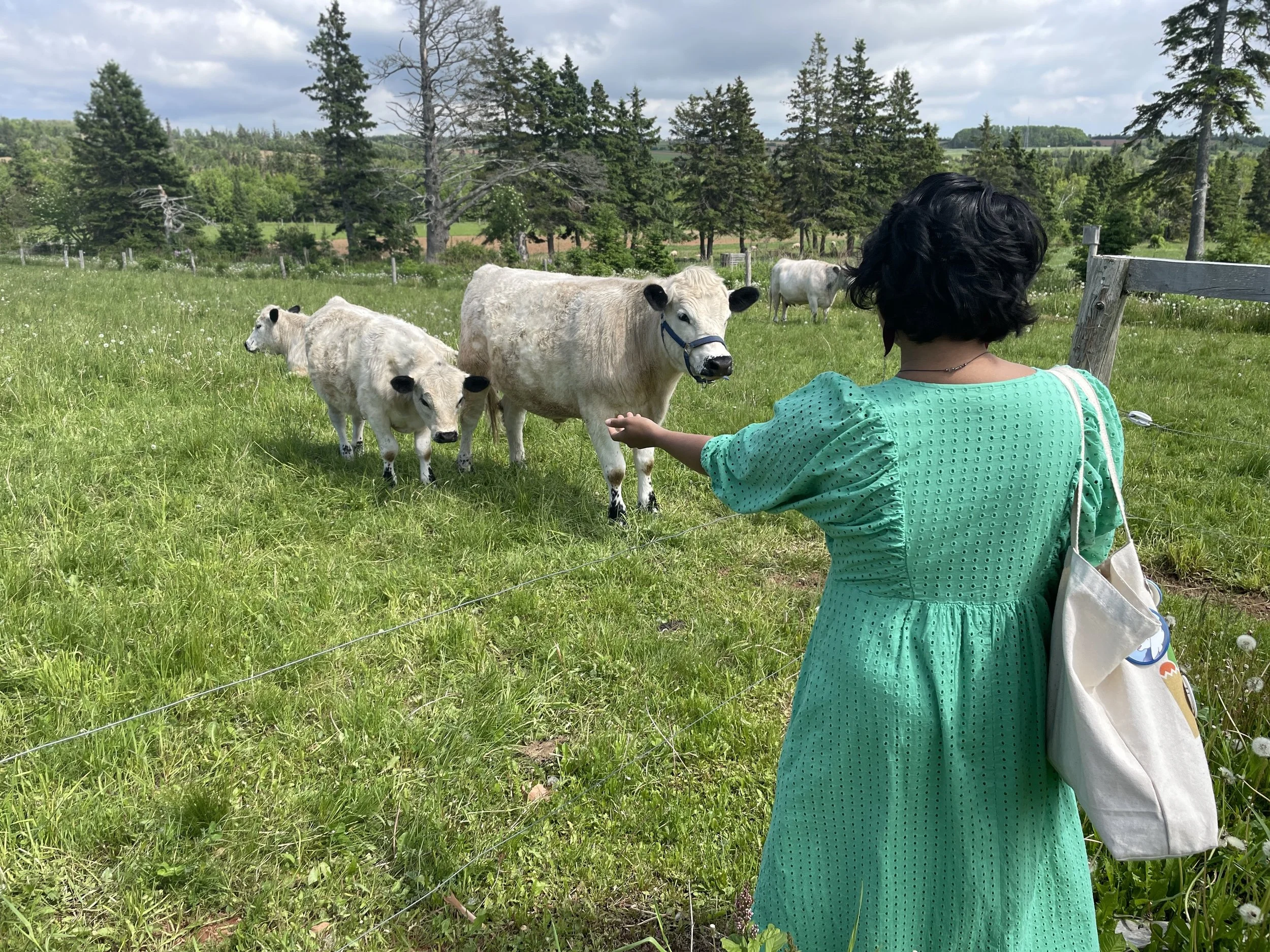 When the Cows Come Home (part 2) ... DP, PEI, Rissers