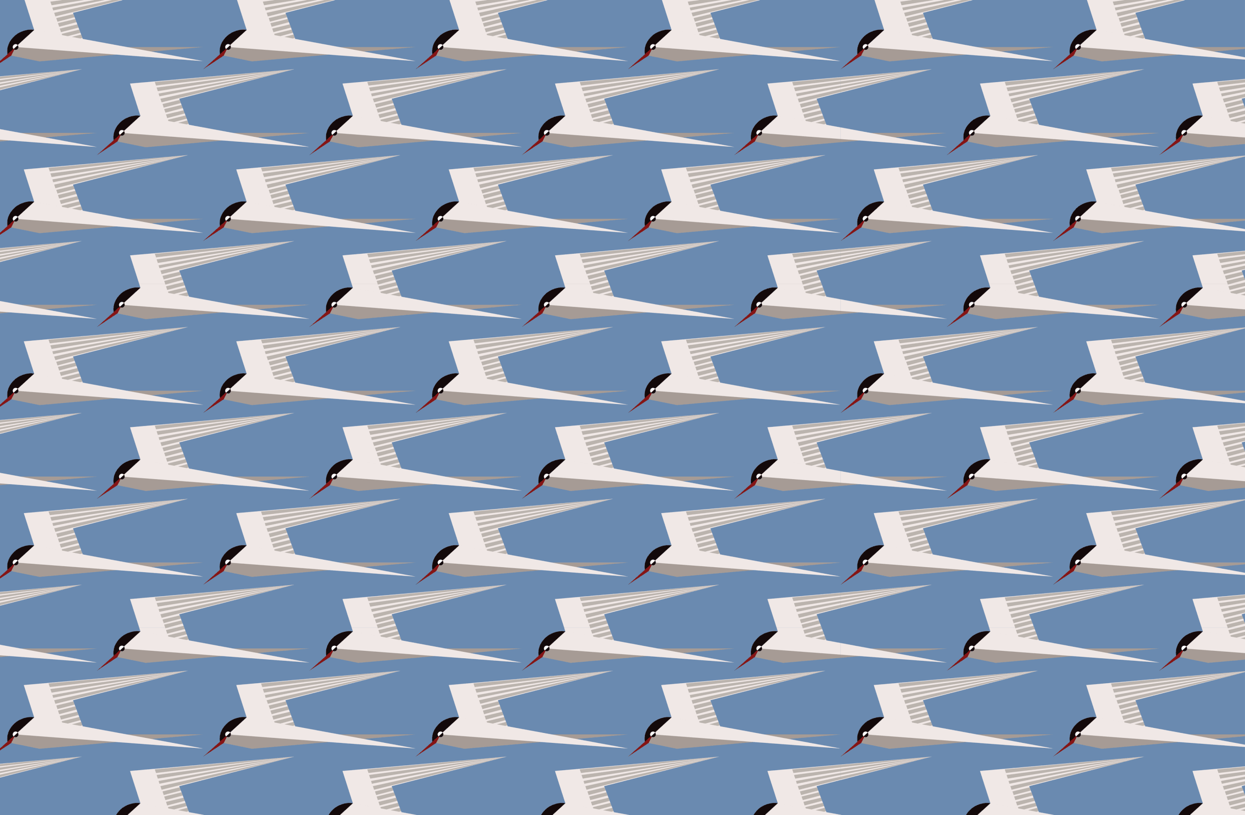 Tern - Sky