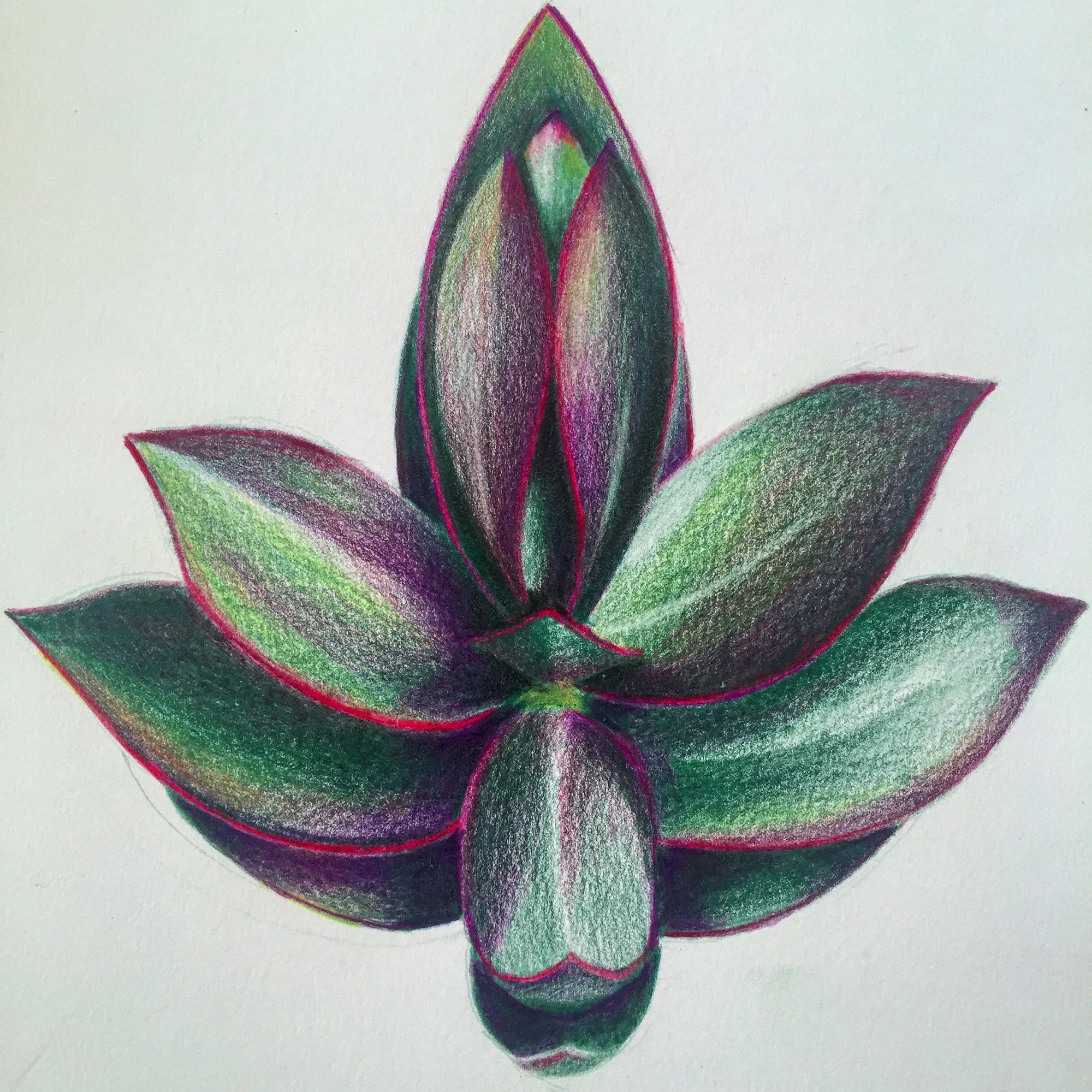 succulent.jpg